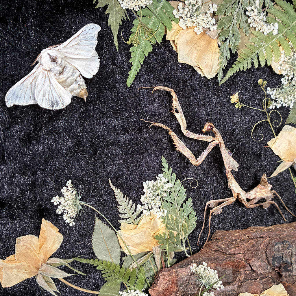 Dead leaf mantis frame