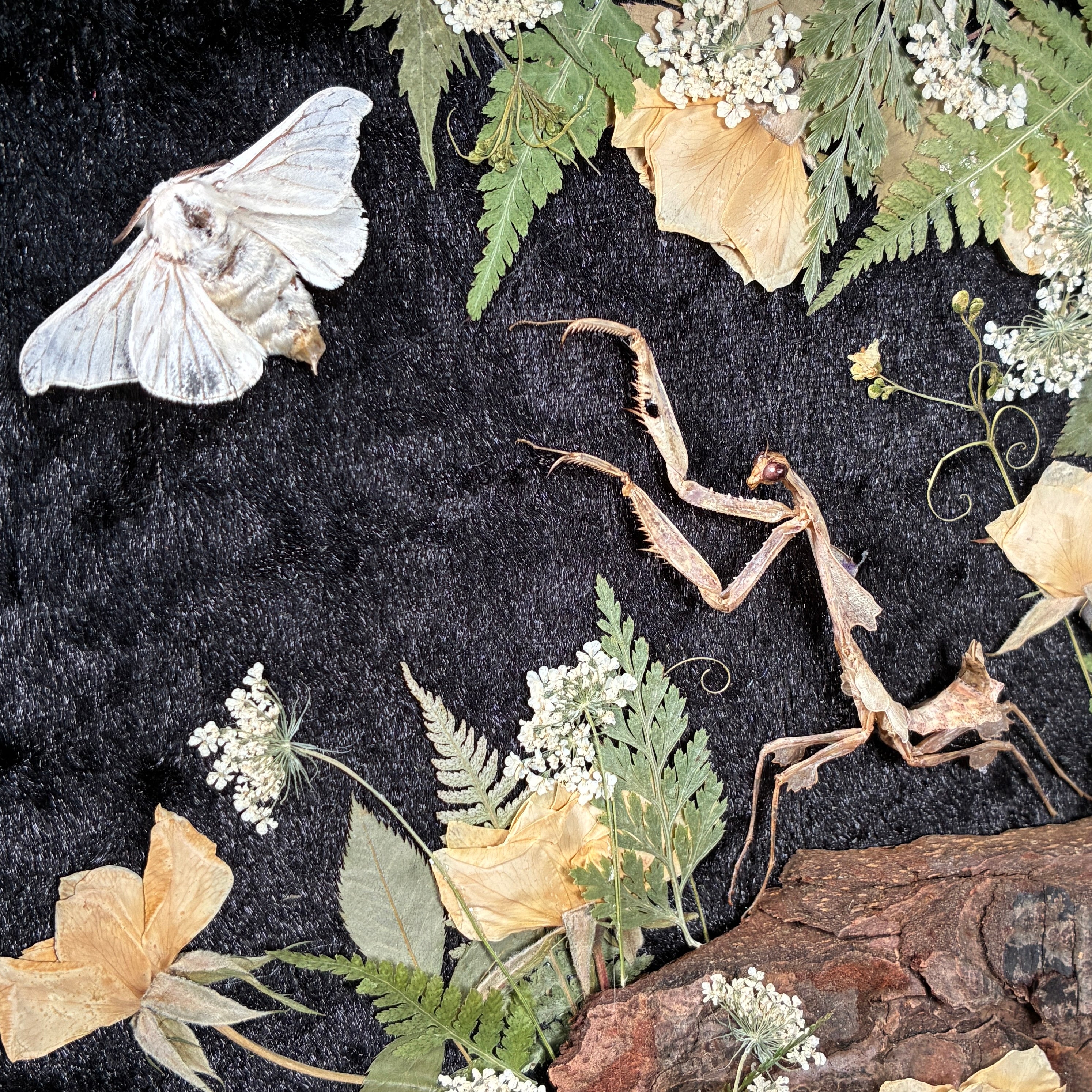 Dead leaf mantis frame