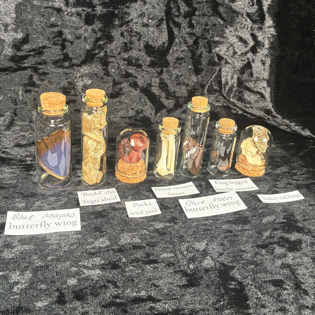 Nature & insect Oddity/curio jar mystery box