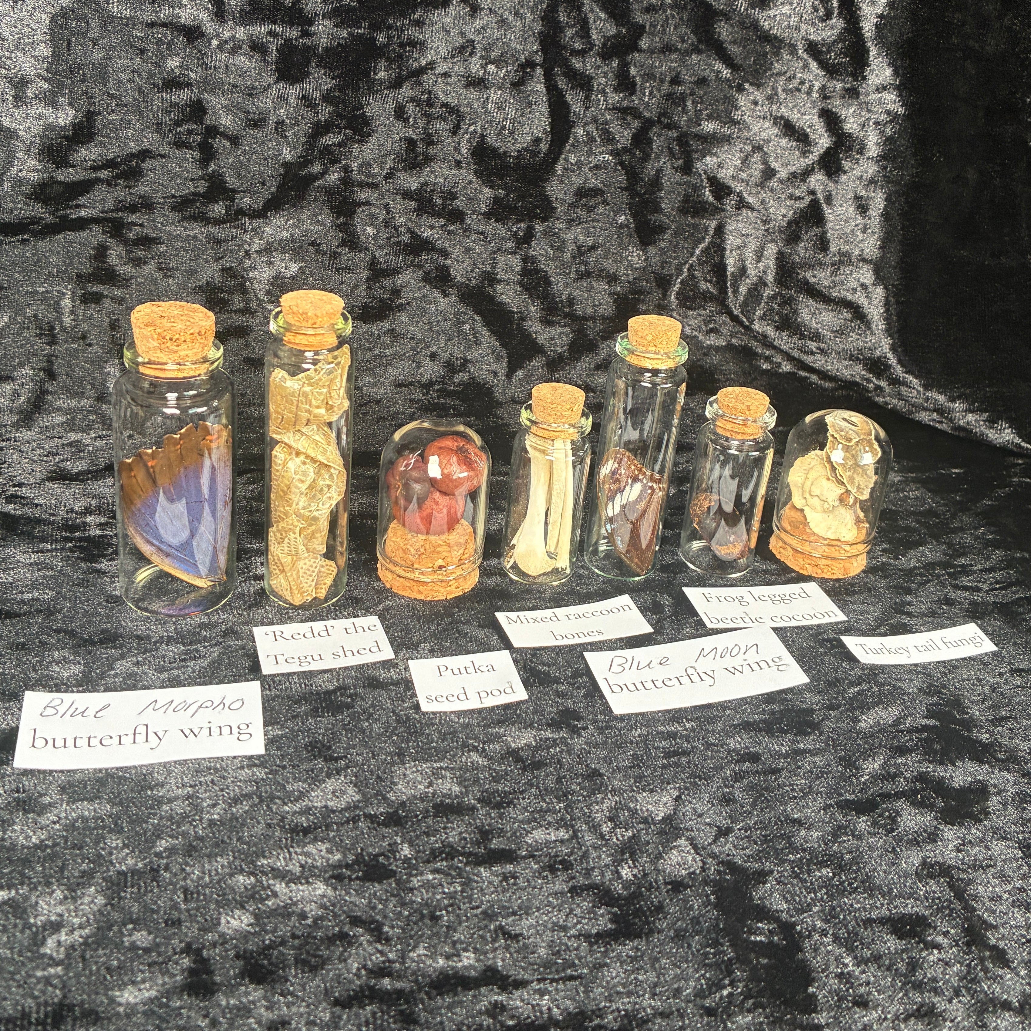 Nature & insect Oddity/curio jar mystery box