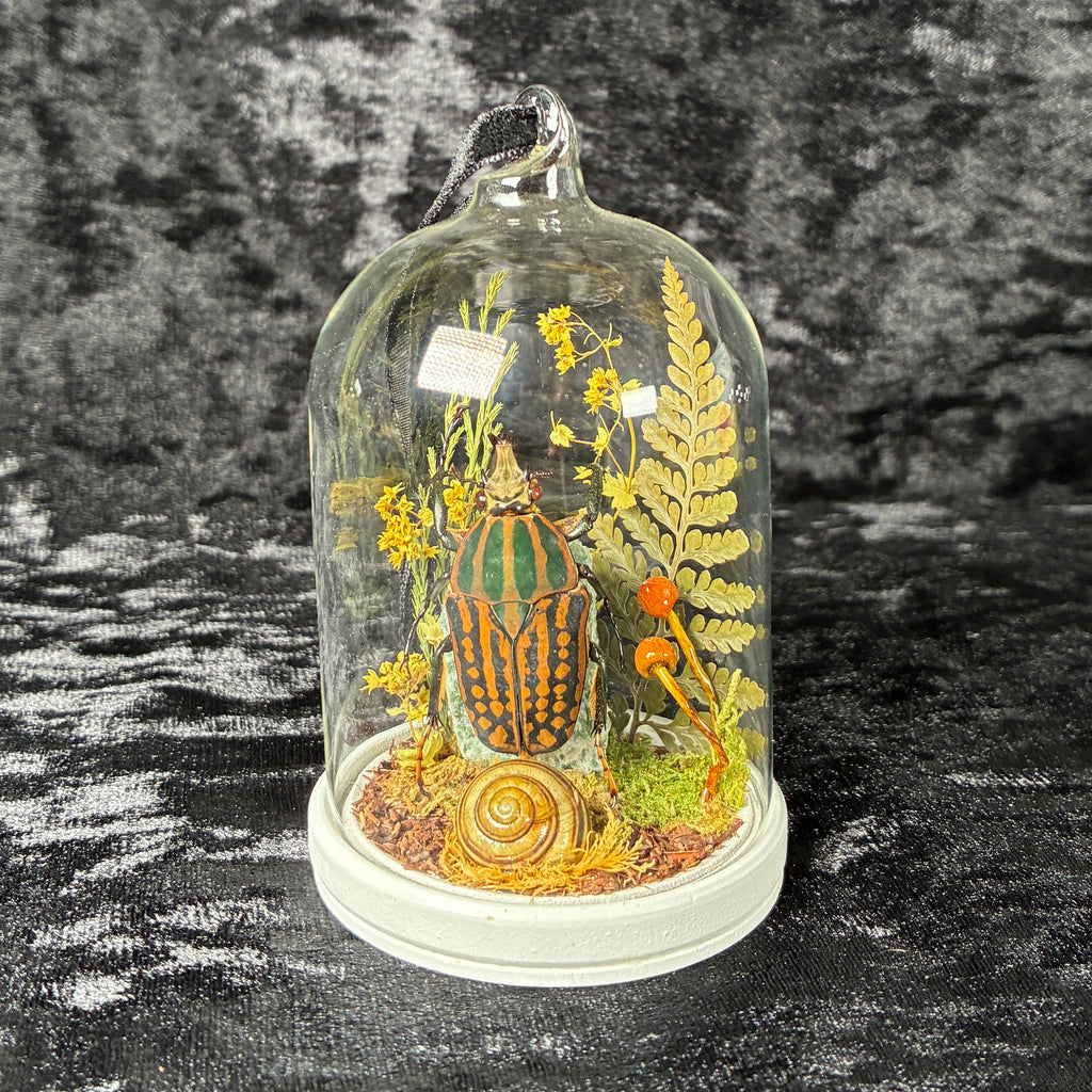 Hanging beetle specimen dome