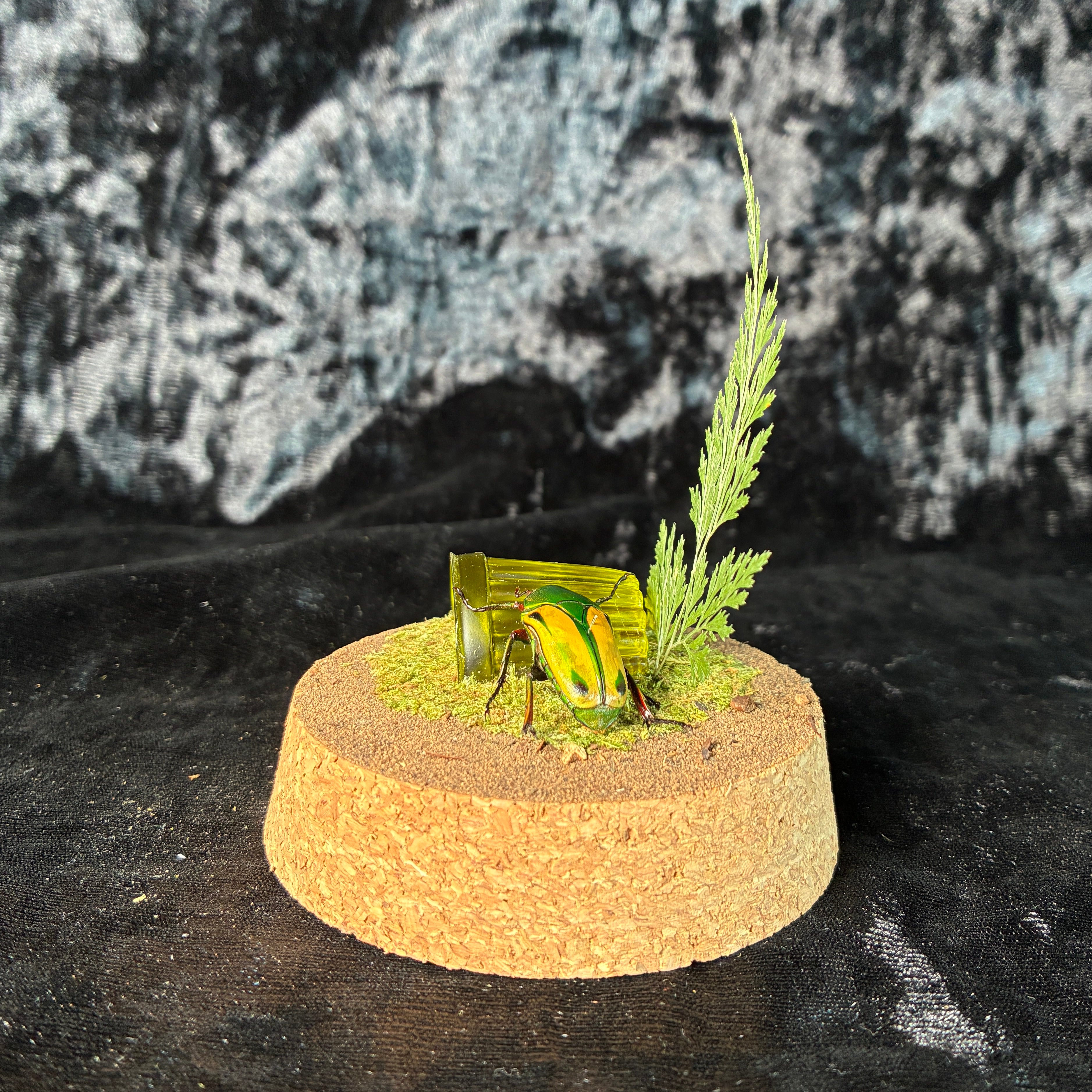 Beetle & faux jelly dome