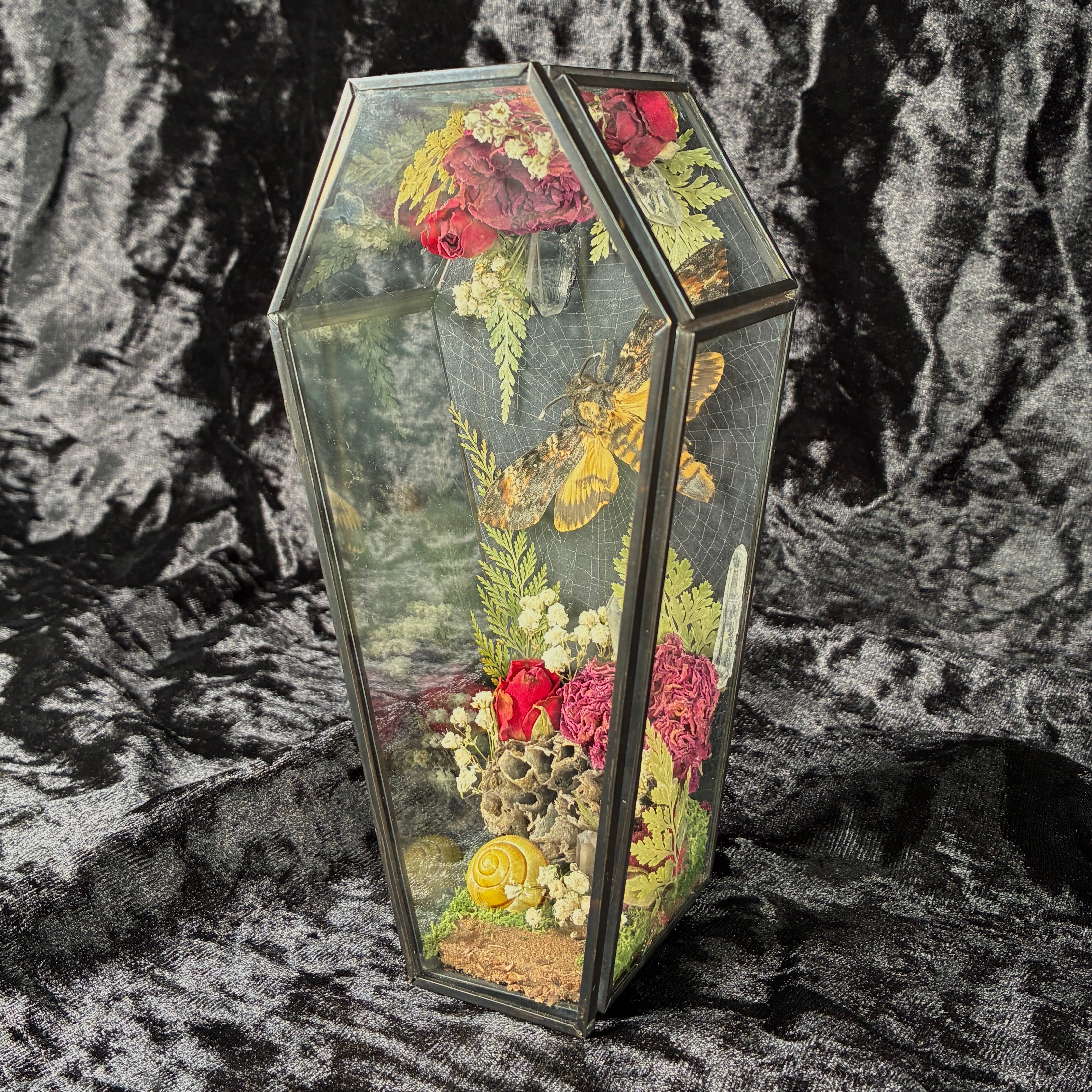 Deathshead hawk moth specimen coffin