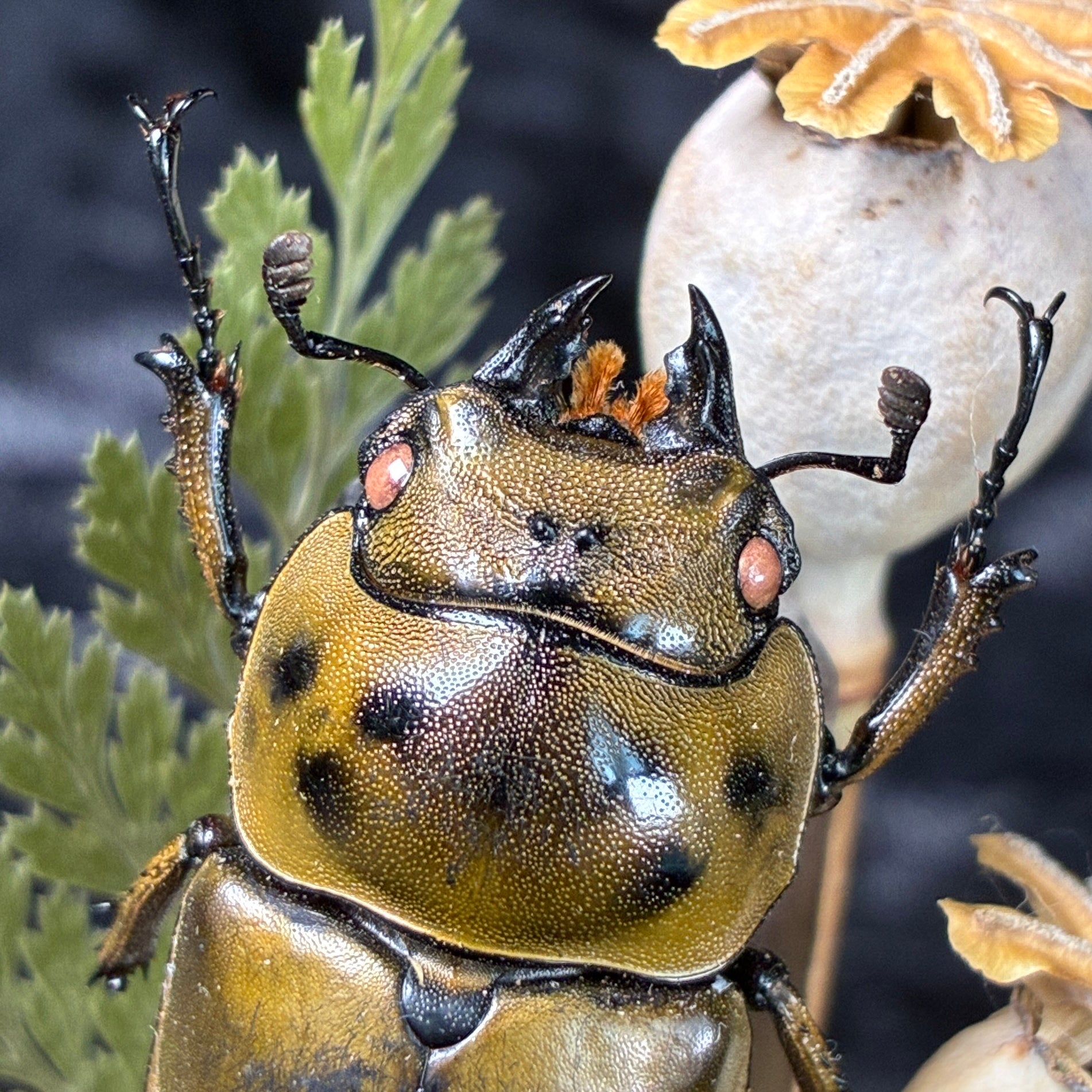 Beetle specimen dome