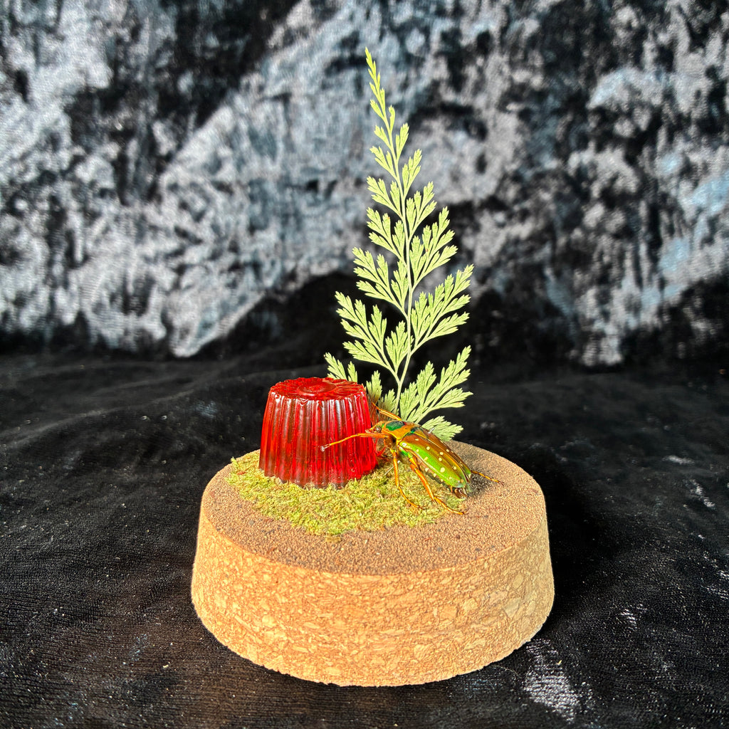 Beetle & faux jelly pot dome