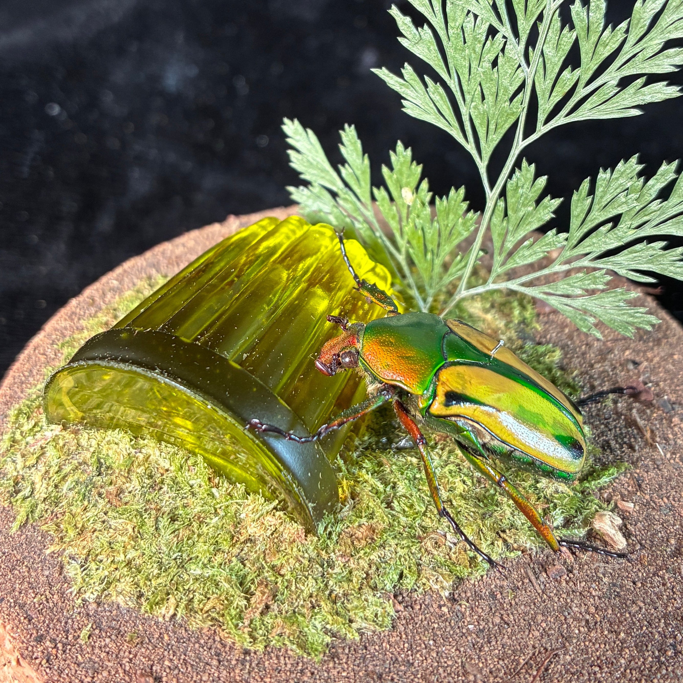 Beetle & faux jelly dome