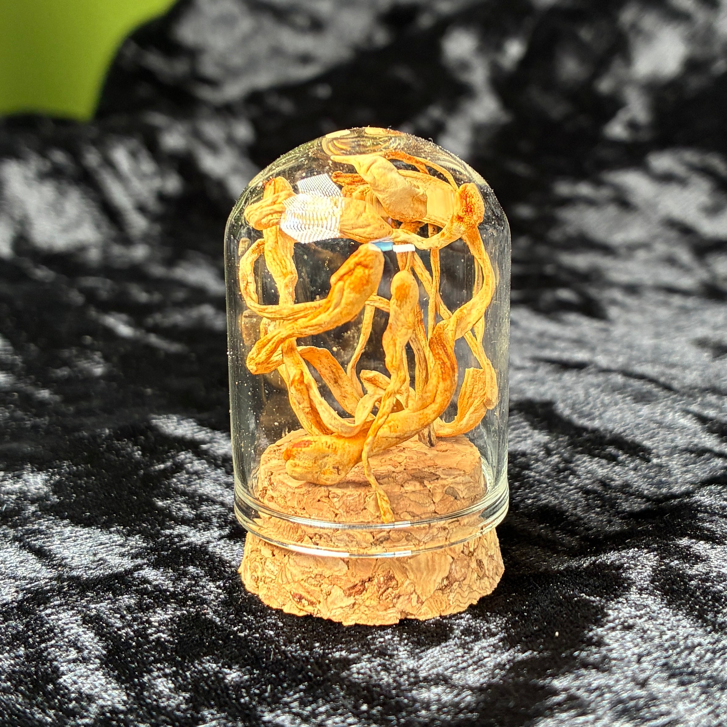 Mixed oddity jar/vial bundle