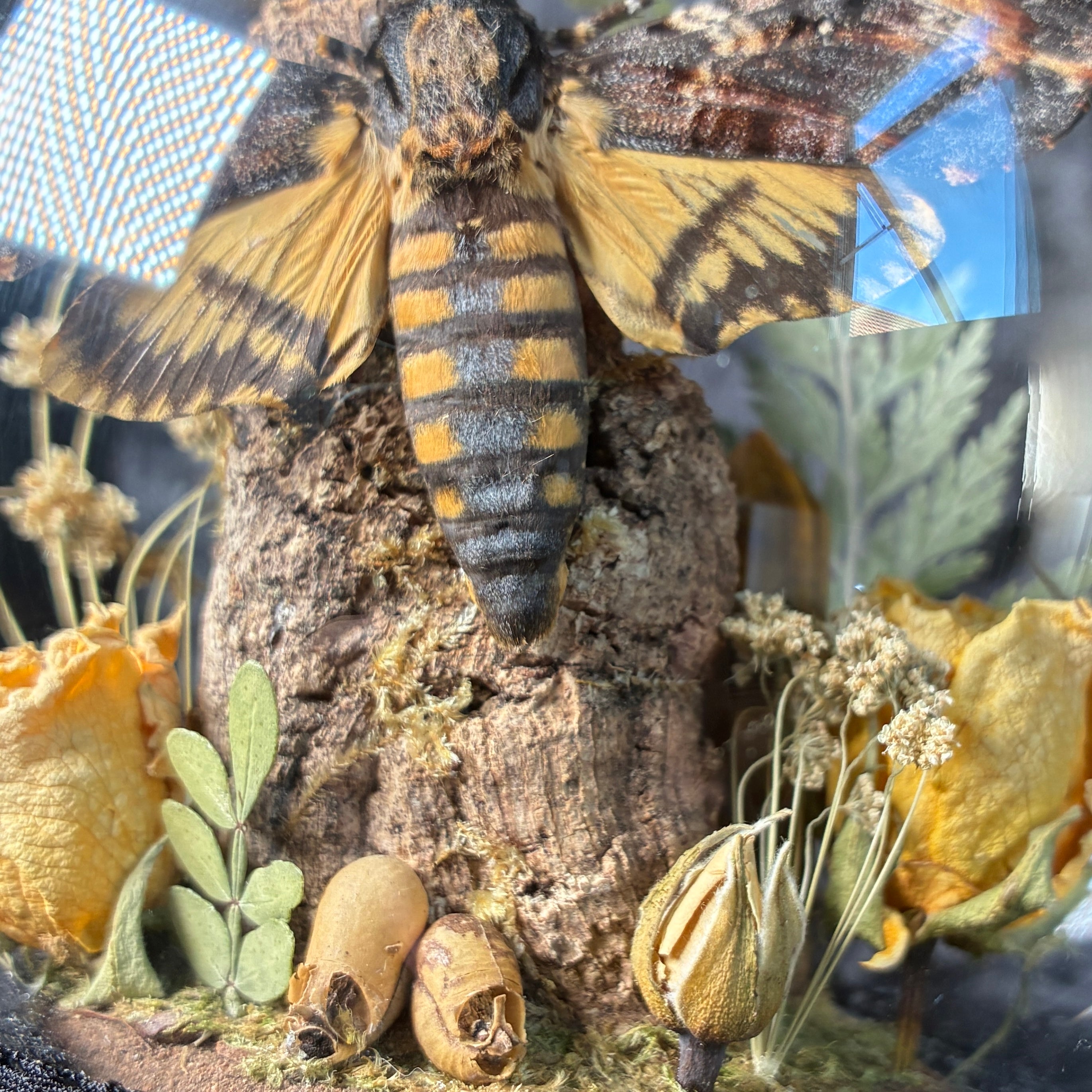 Death’s head hawk-moth dome