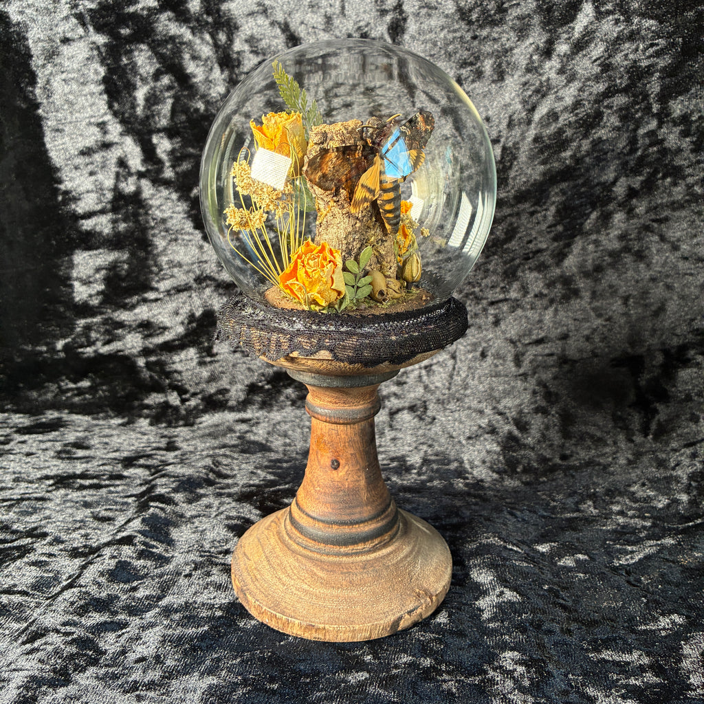 Death’s head hawk-moth dome