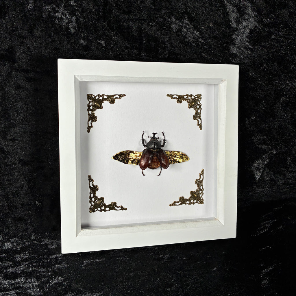 Rhino beetle specimen frame
