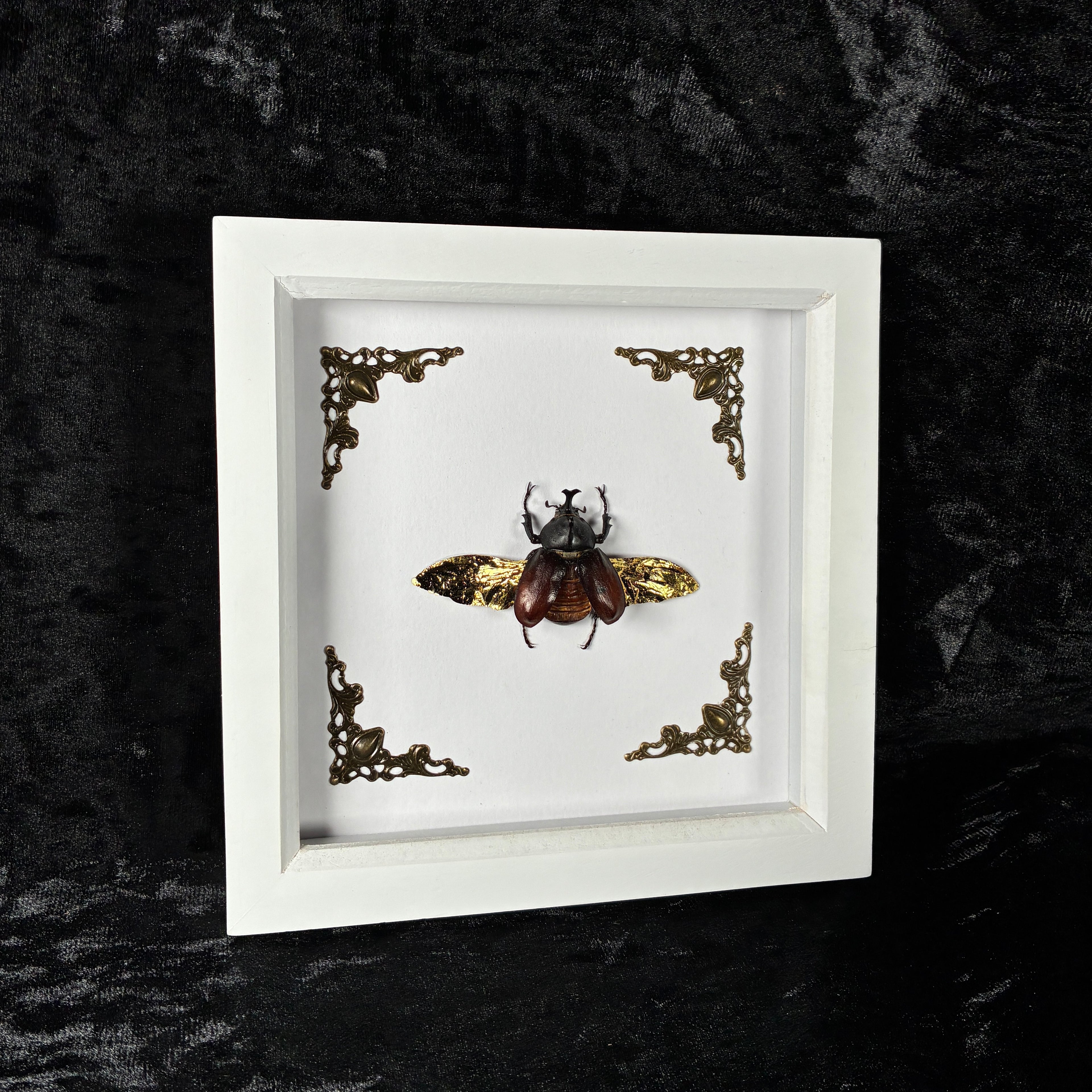 Rhino beetle specimen frame
