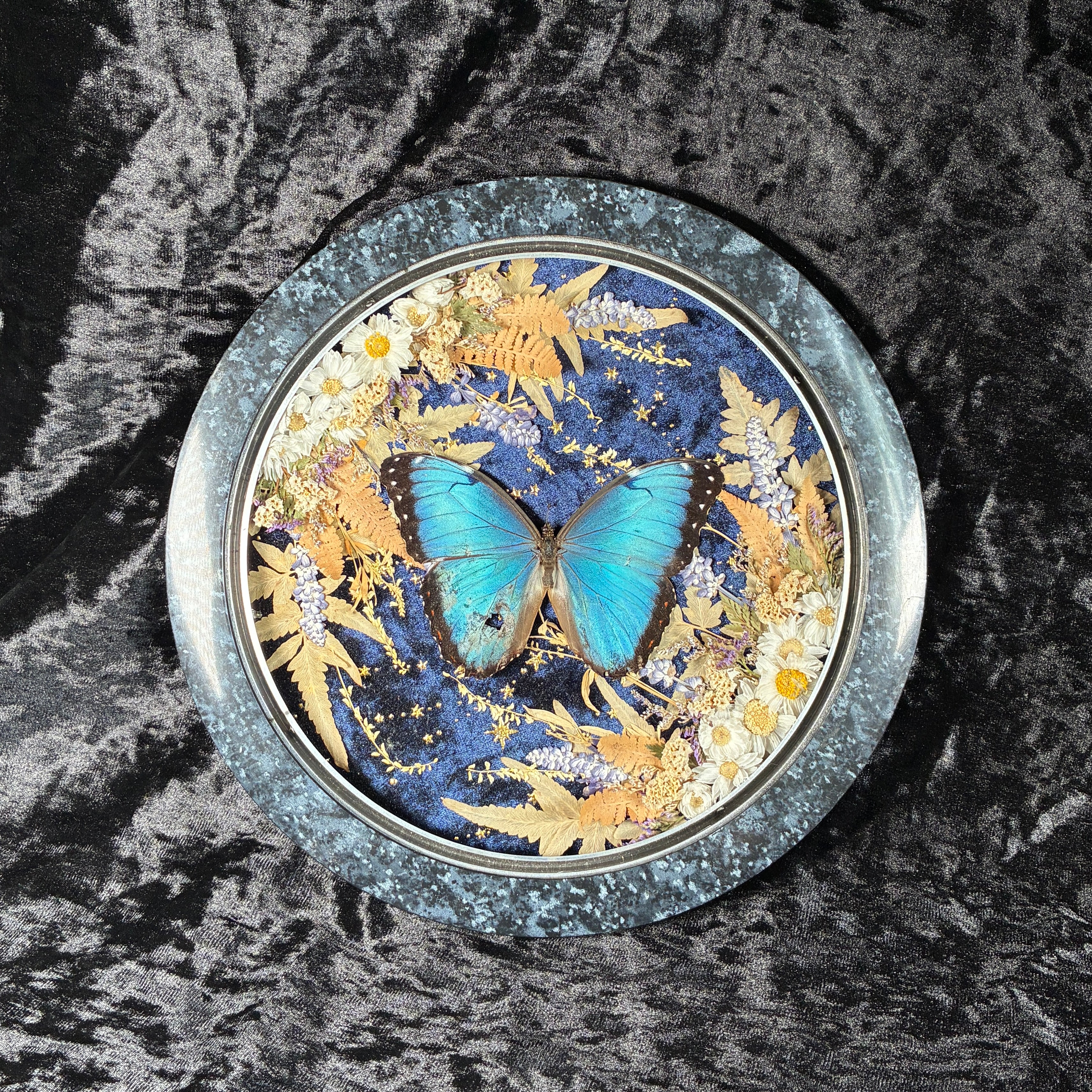 Blue Morpho butterfly frame