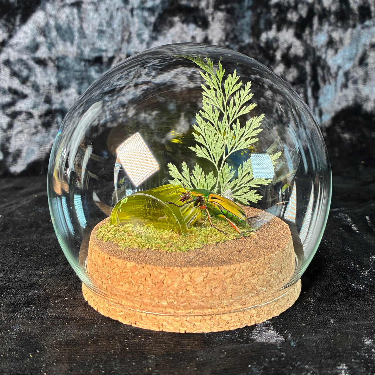 Beetle & faux jelly dome