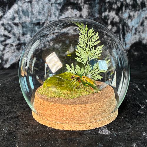 Beetle & faux jelly dome