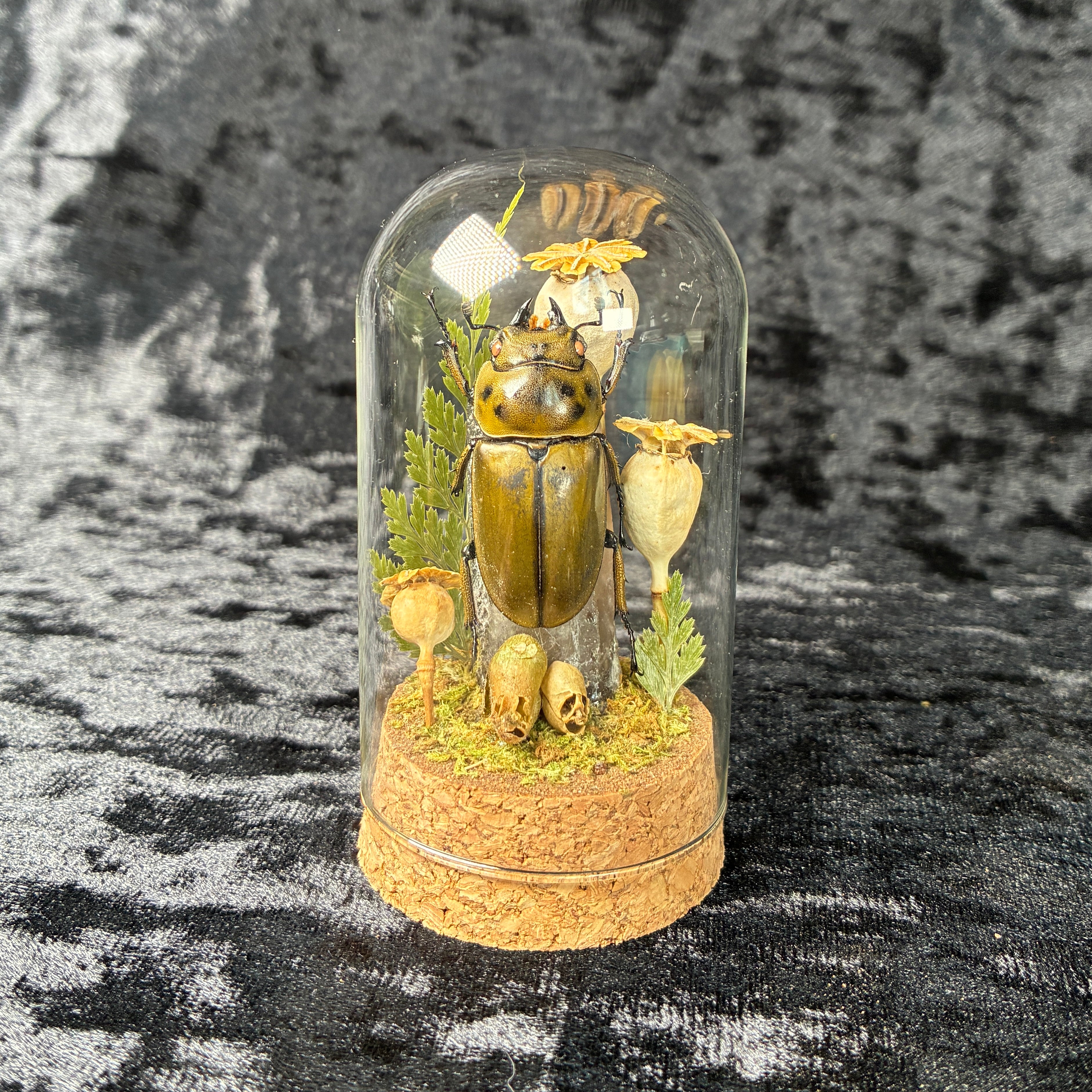 Beetle specimen dome