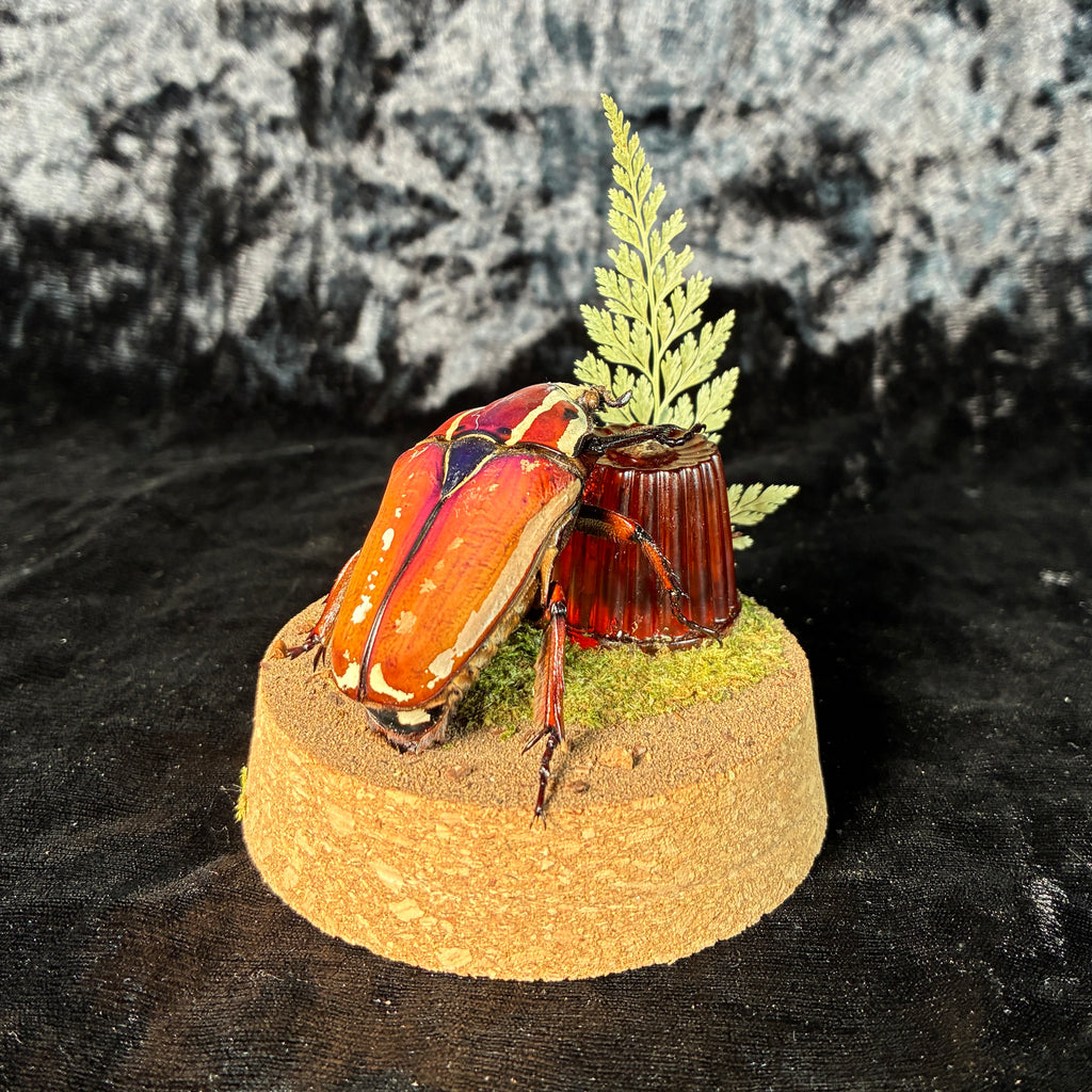 MTU beetle & faux jelly dome