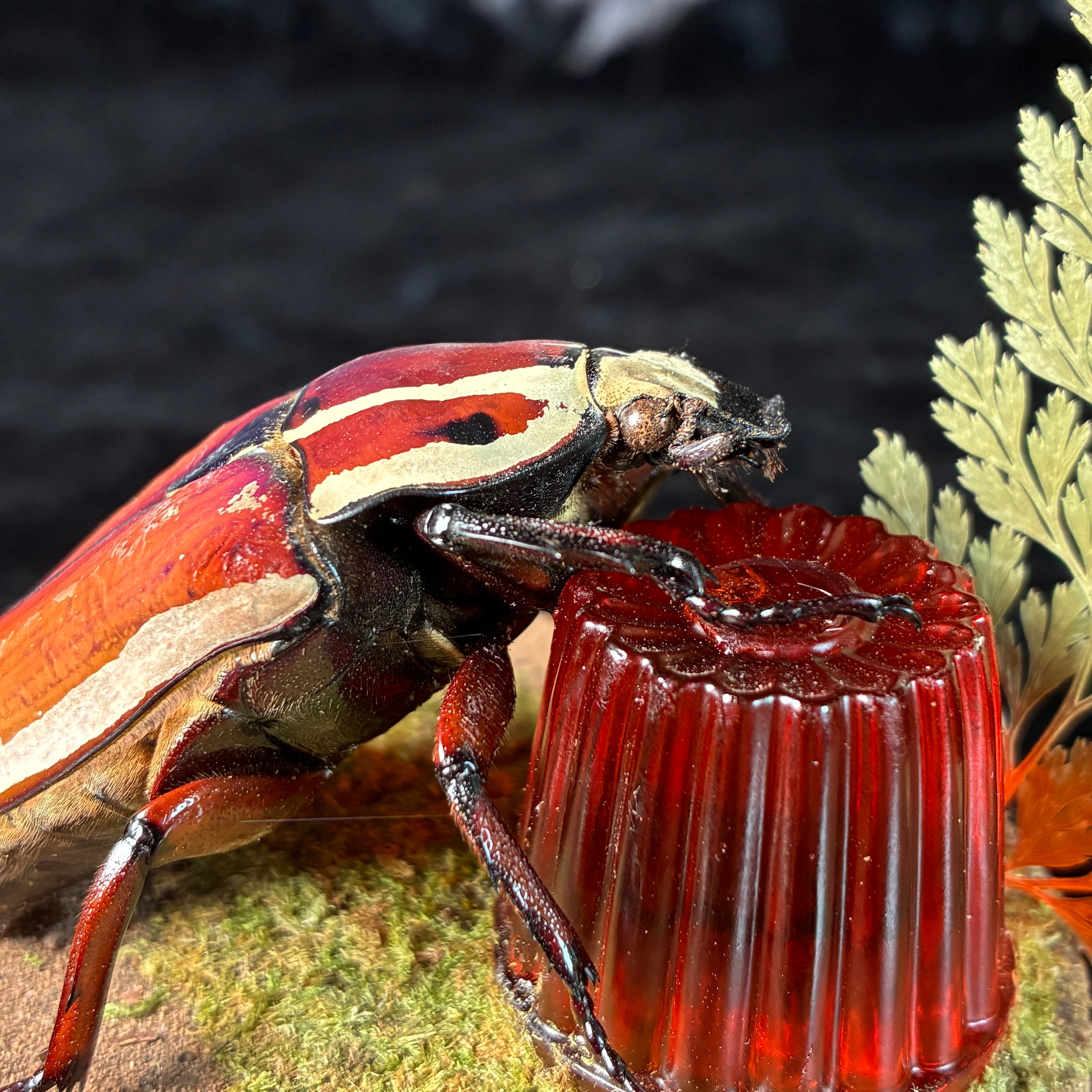 MTU beetle & faux jelly dome