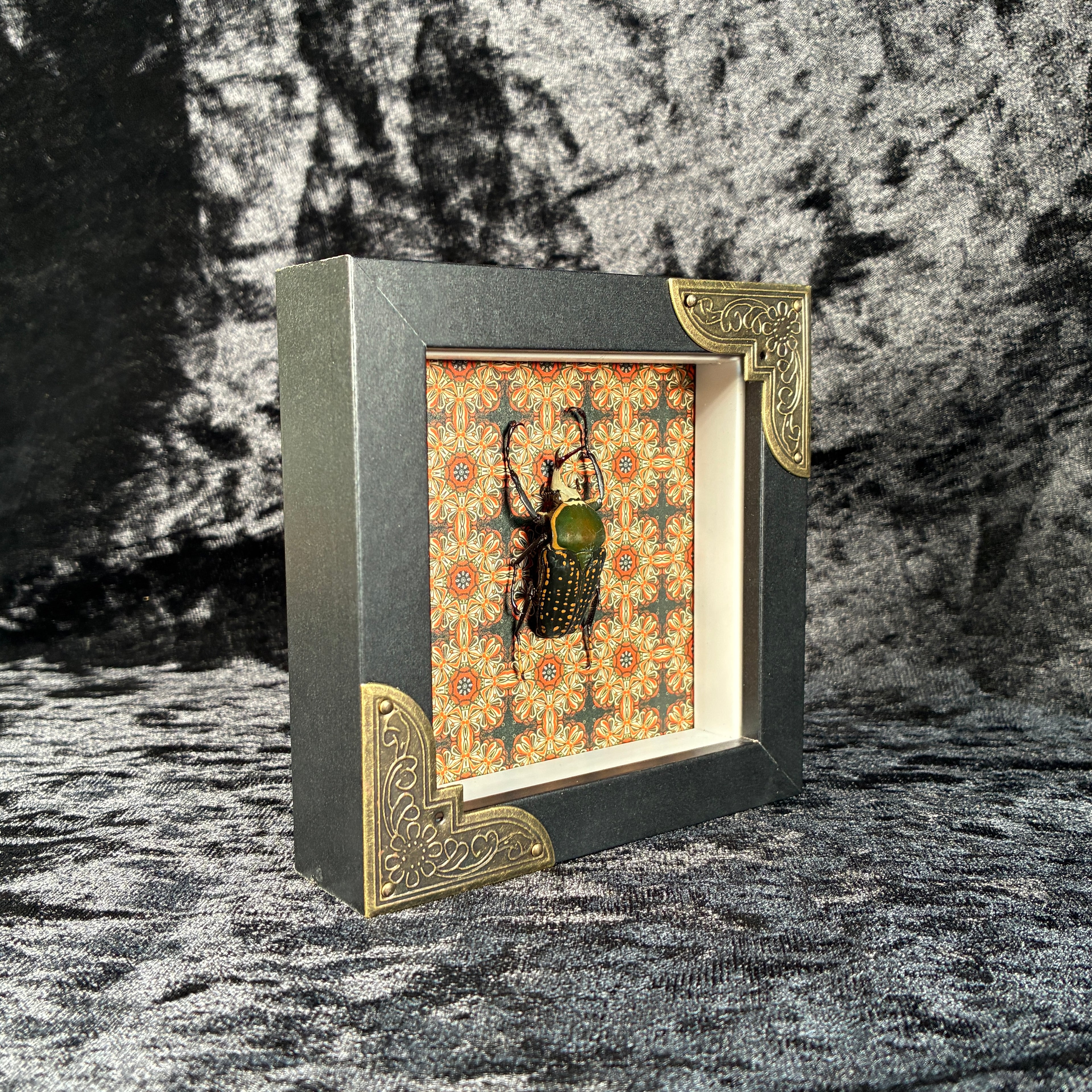 Beetle specimen frame