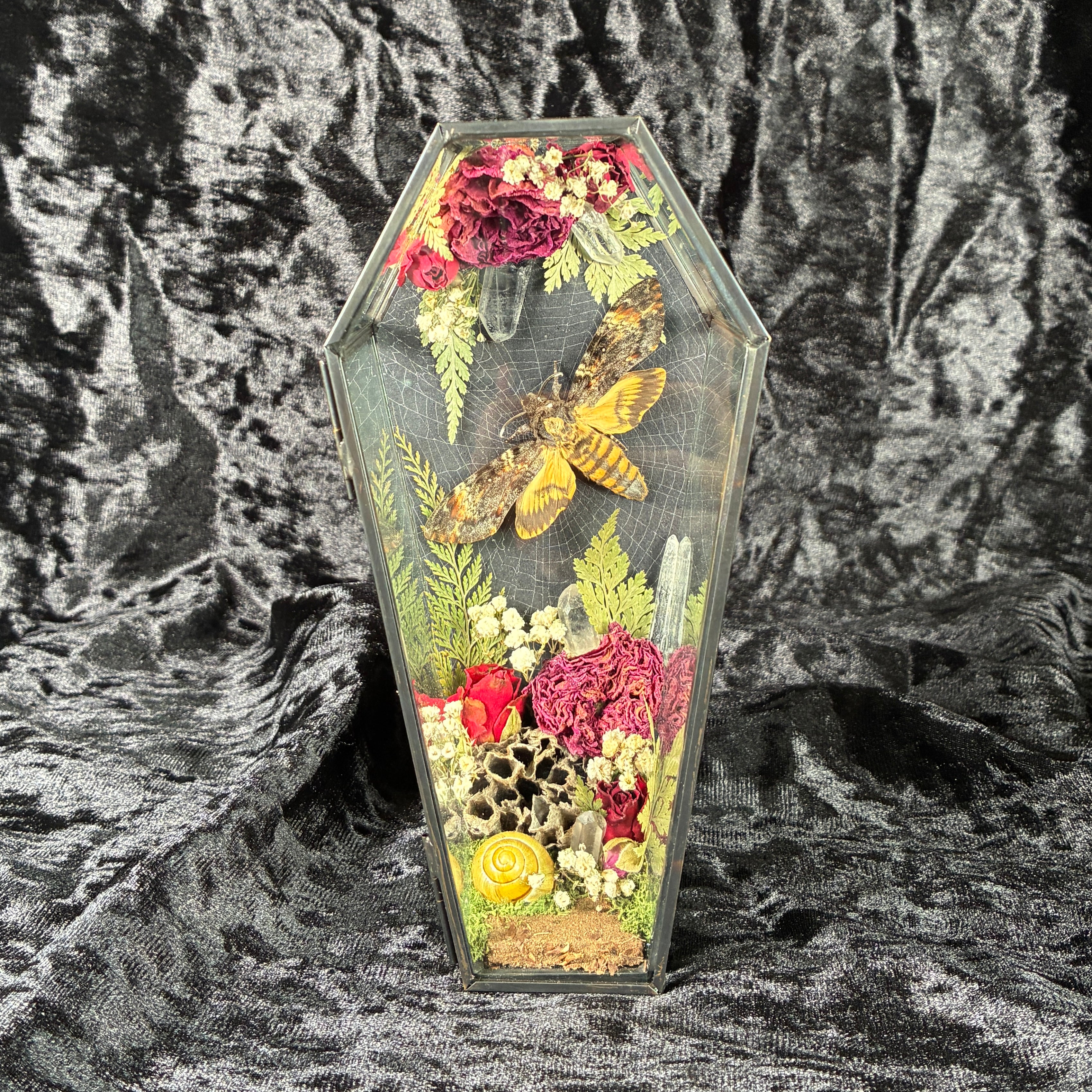 Deathshead hawk moth specimen coffin