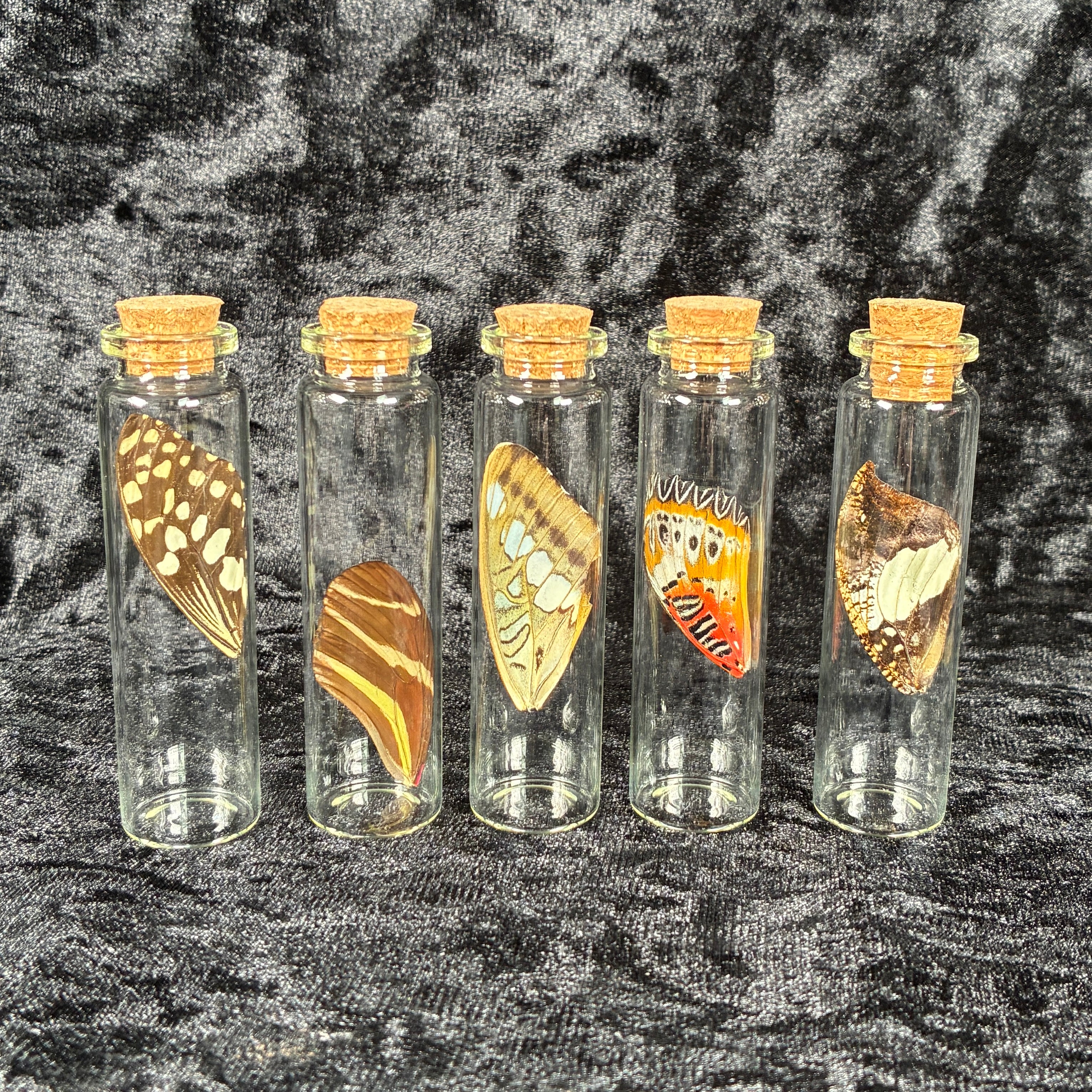 Butterfly wing jar bundle
