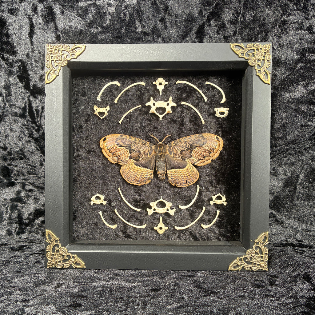Owl moth & bone frame