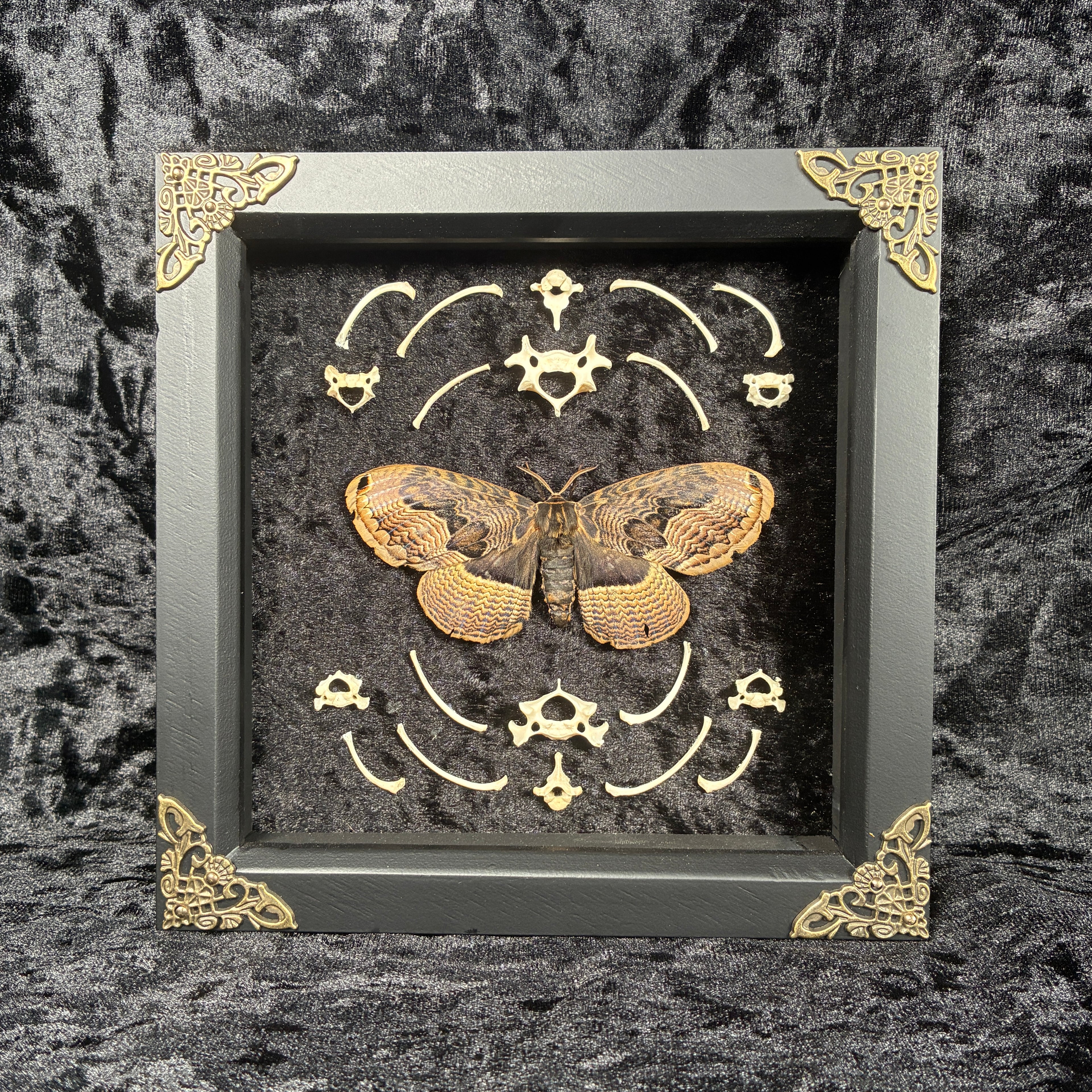 Owl moth & bone frame