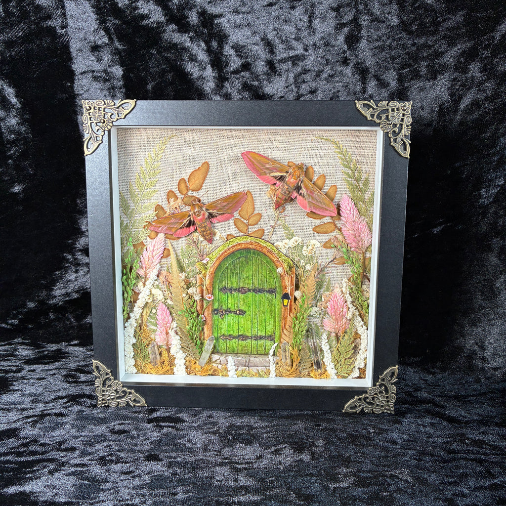 Elephant hawk moth specimen frame