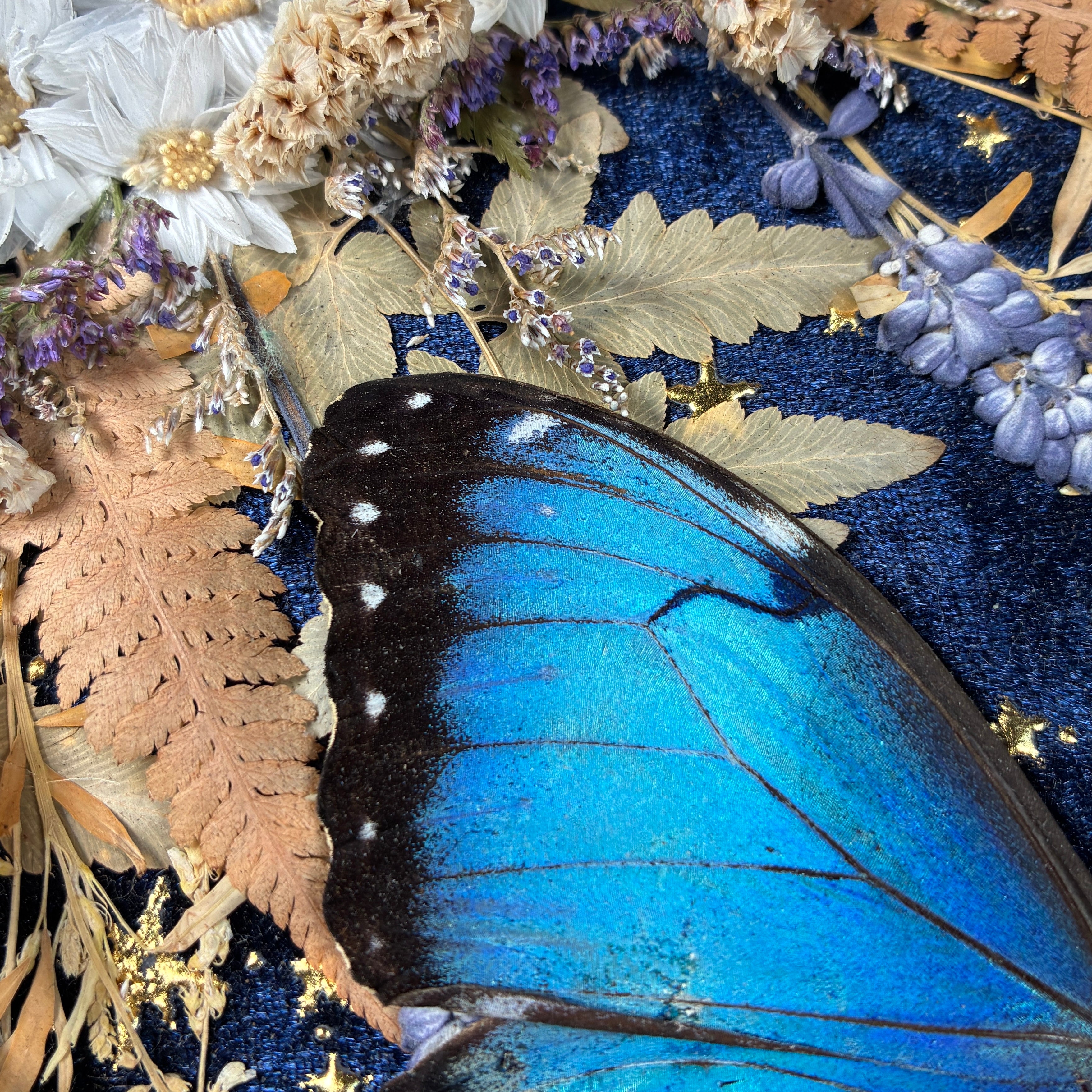 Blue Morpho butterfly frame