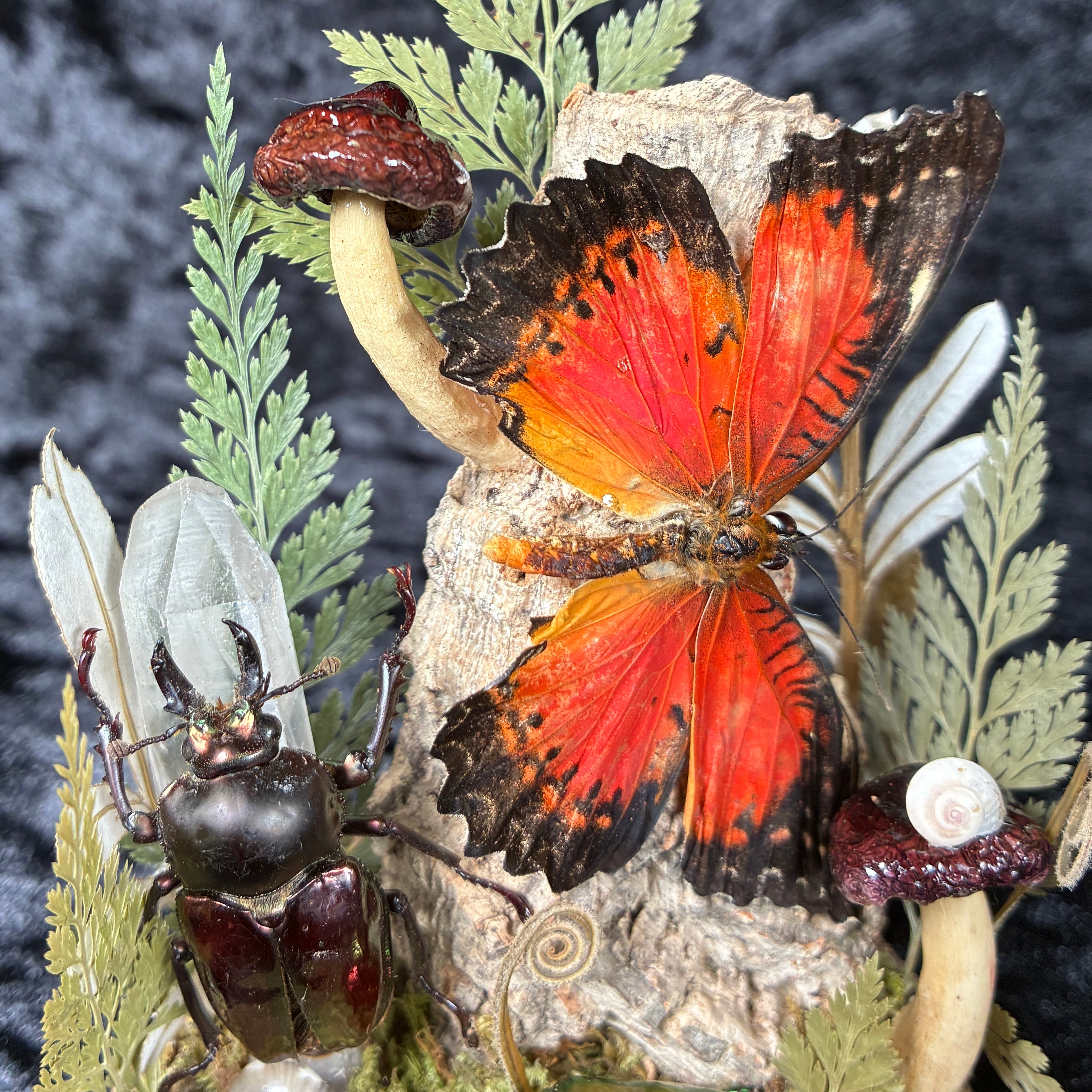 Butterfly, beetle & fungi dome