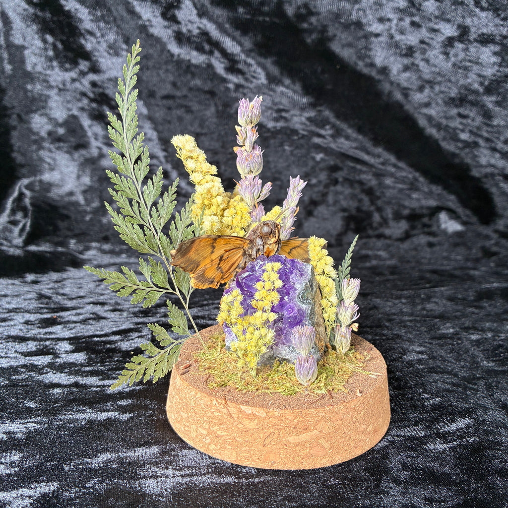 Death’s-head hawkmoth specimen dome