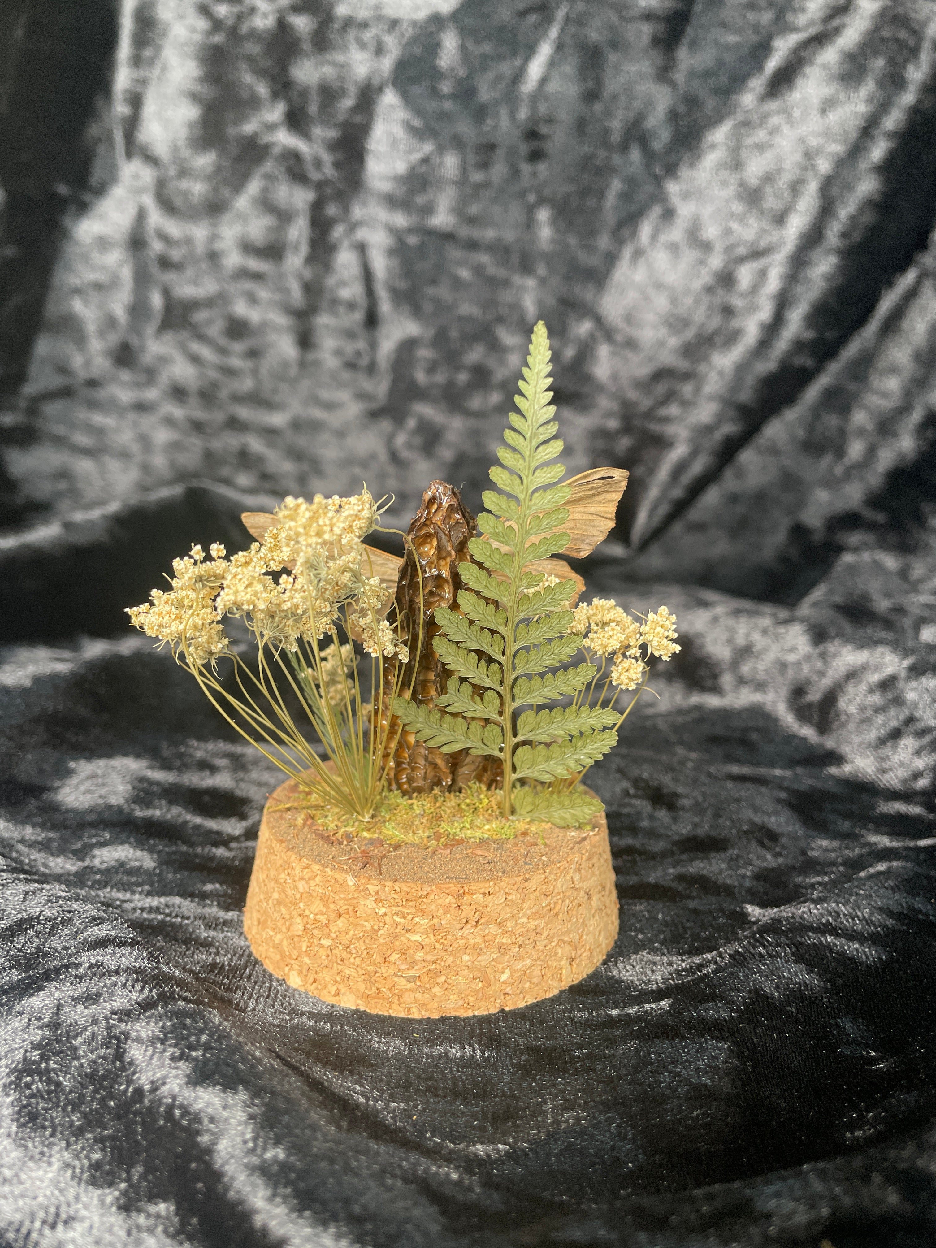 Hawkmoth specimen dome