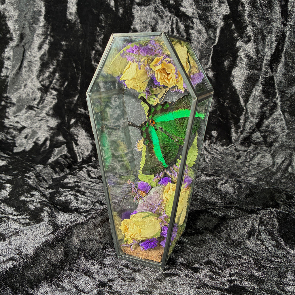 Emerald swallowtail butterfly coffin display