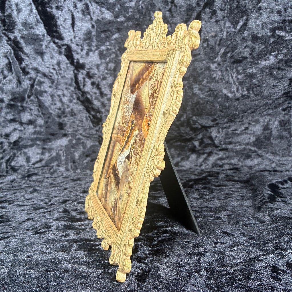 Owl butterfly wing collage frame