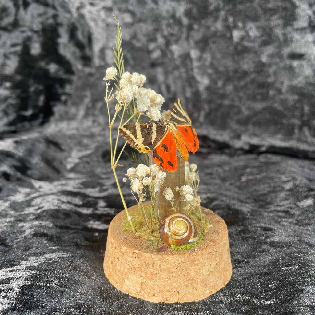 Tiger moth specimen dome