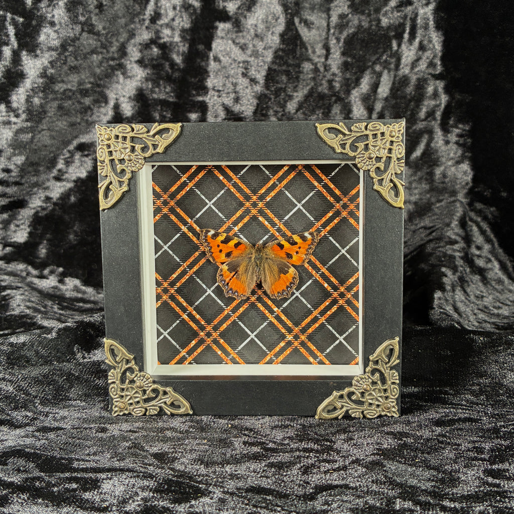 Butterfly specimen frame
