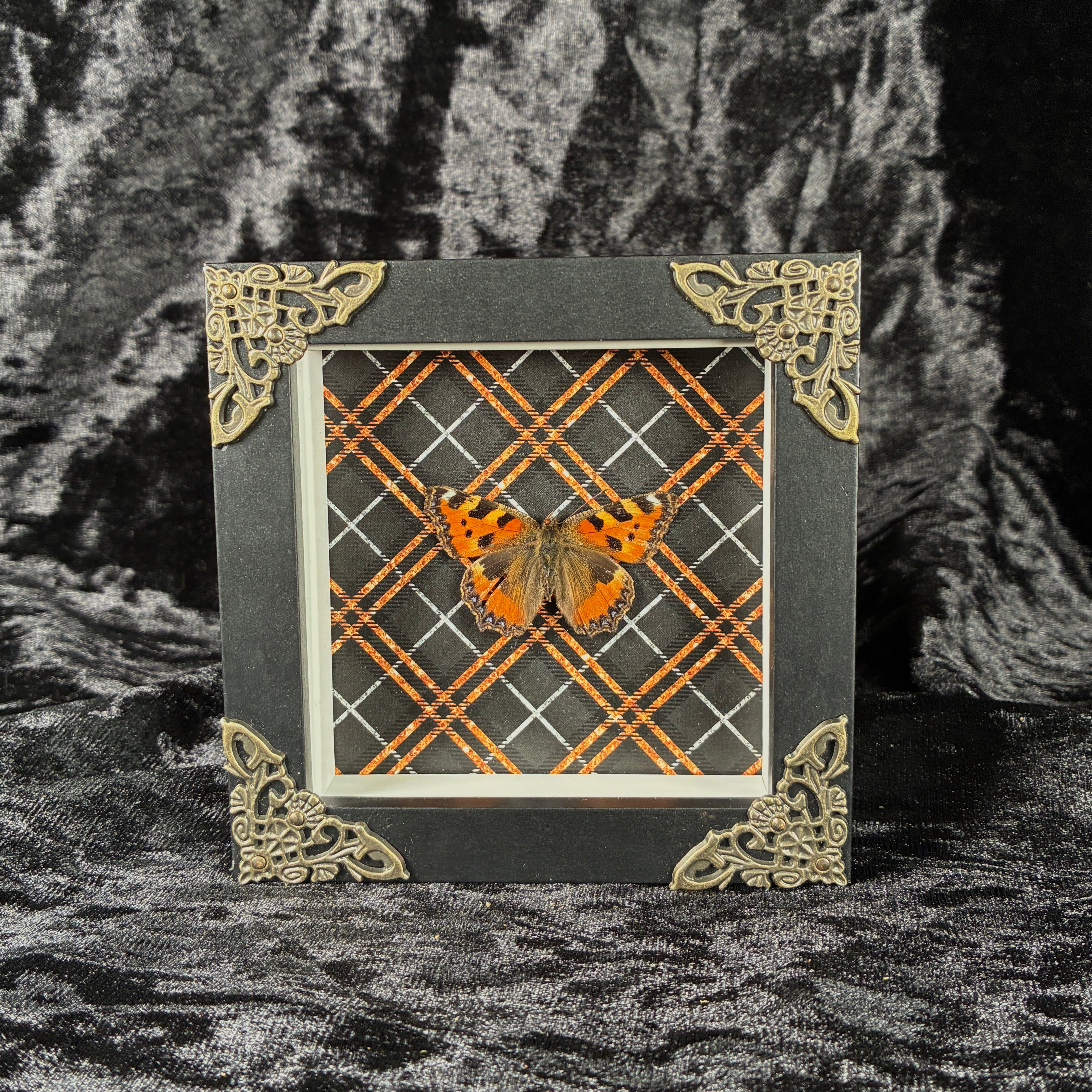 Butterfly specimen frame