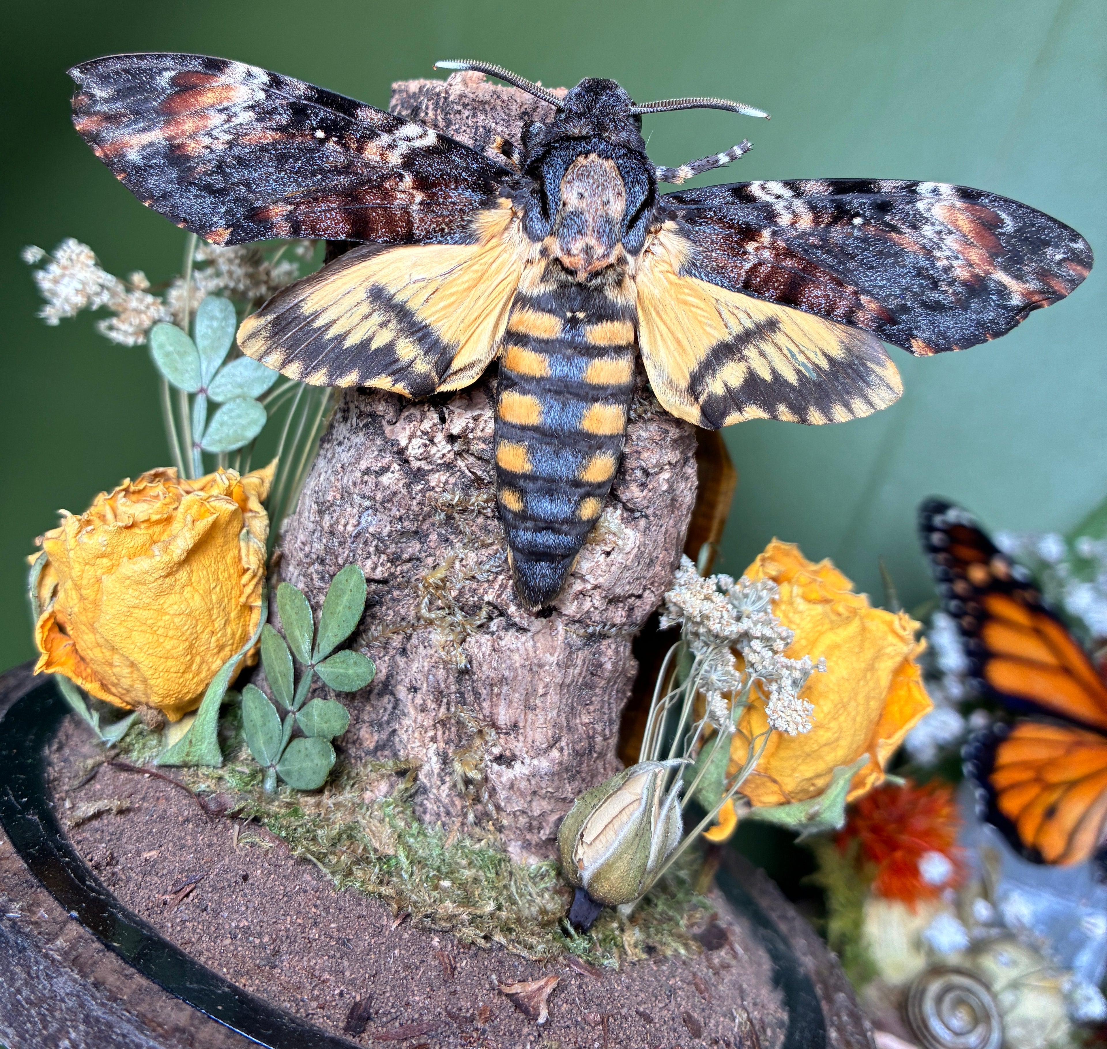 Death’s head hawk-moth dome