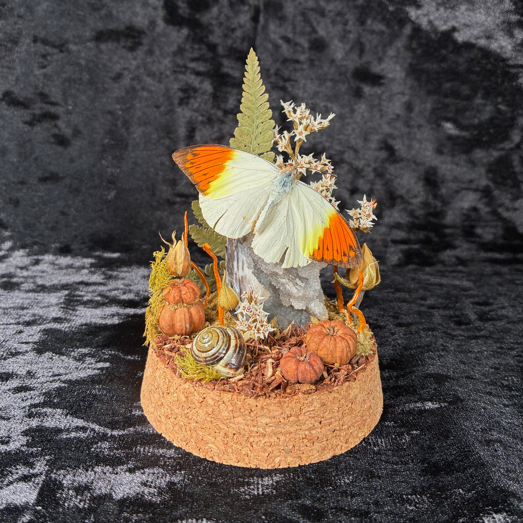 Orange tip butterfly specimen dome