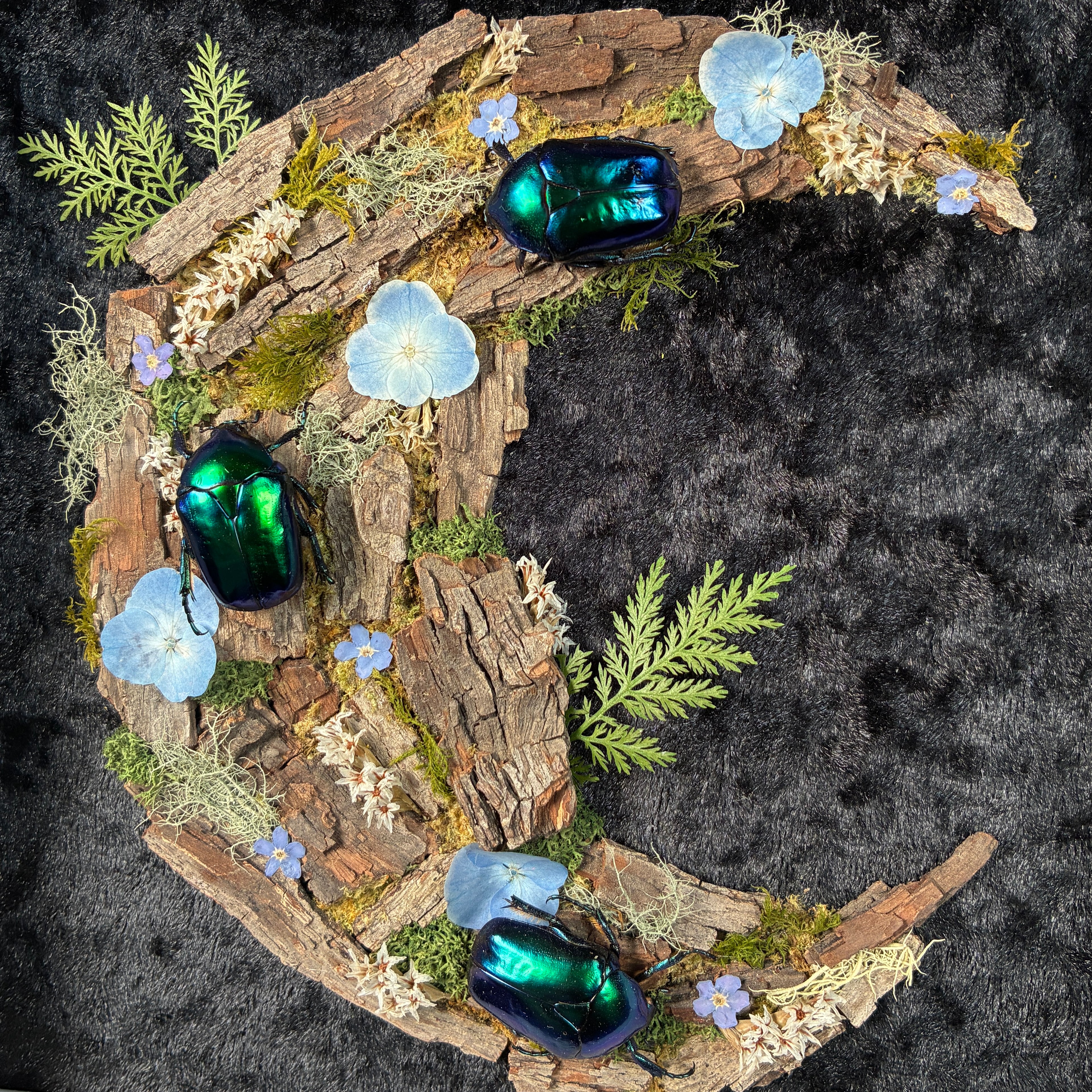 Cyan beetle moon frame