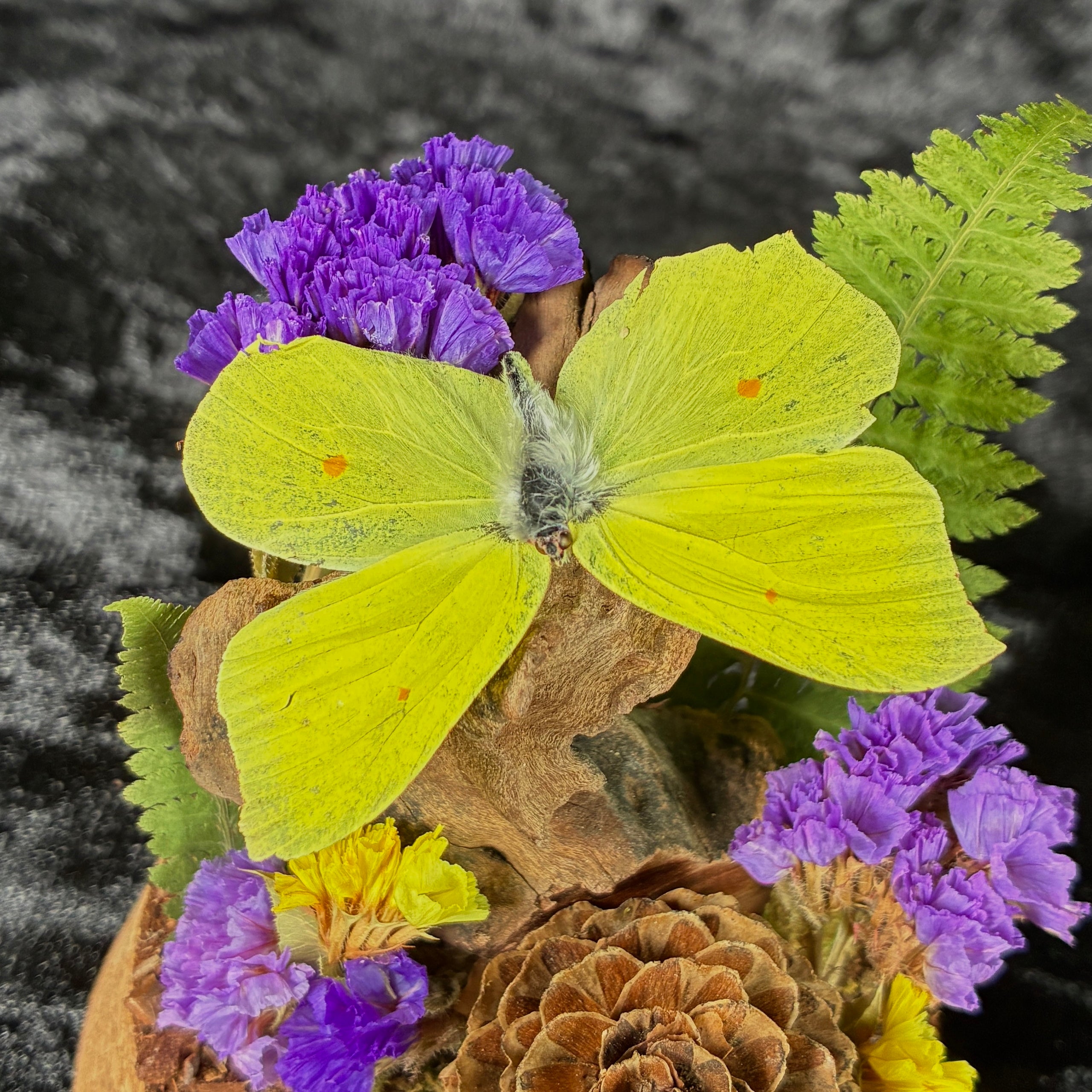 Brimstone butterfly specimen dome