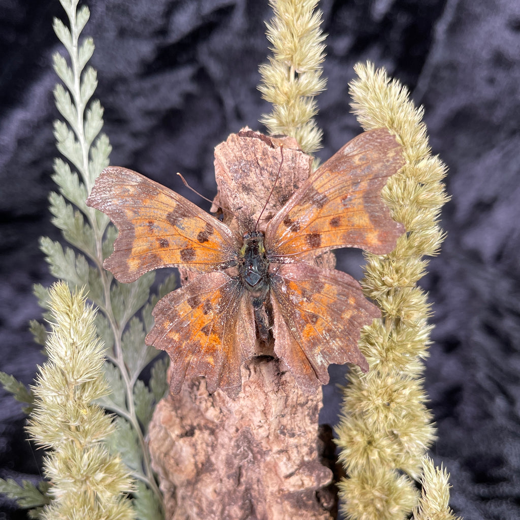 Bumblebee & book dome