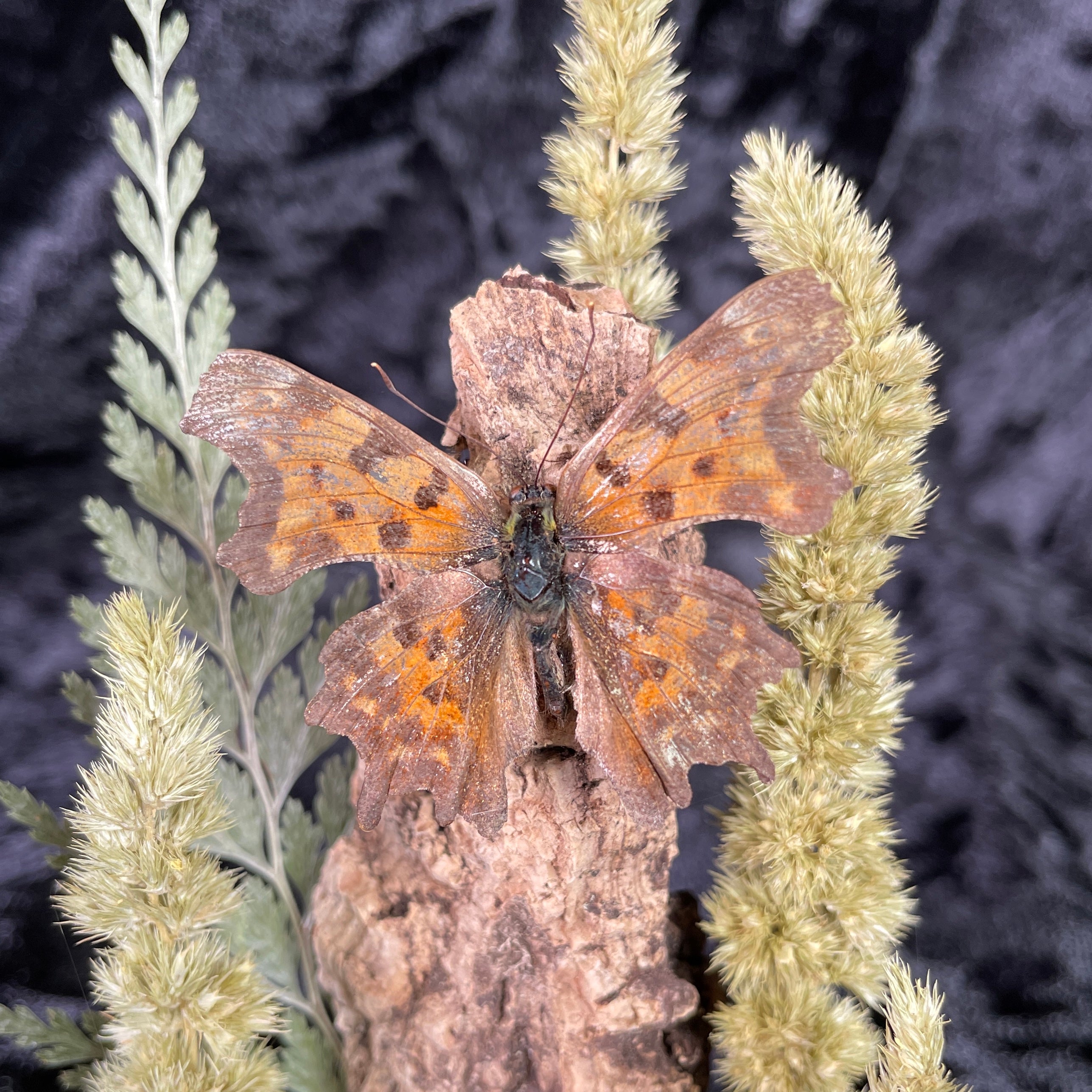 Bumblebee & book dome