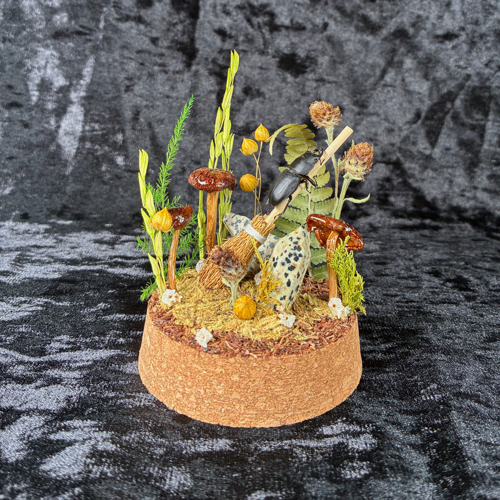 Beetle on a broomstick dome