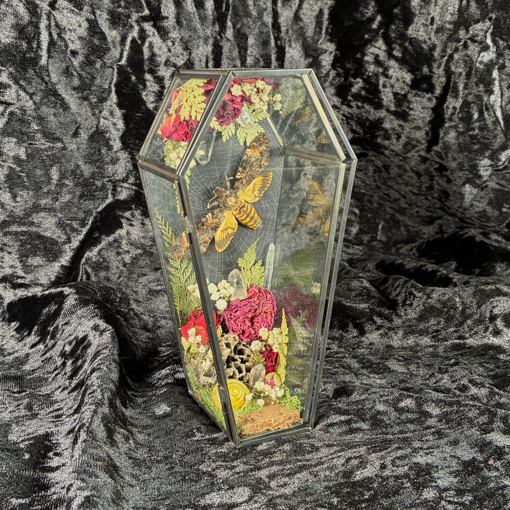 Deathshead hawk moth specimen coffin