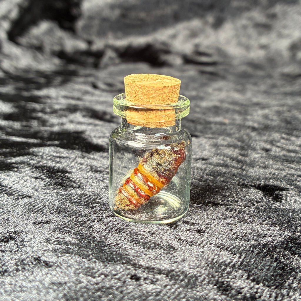 Oddity jar bundle, curio & specimen vials