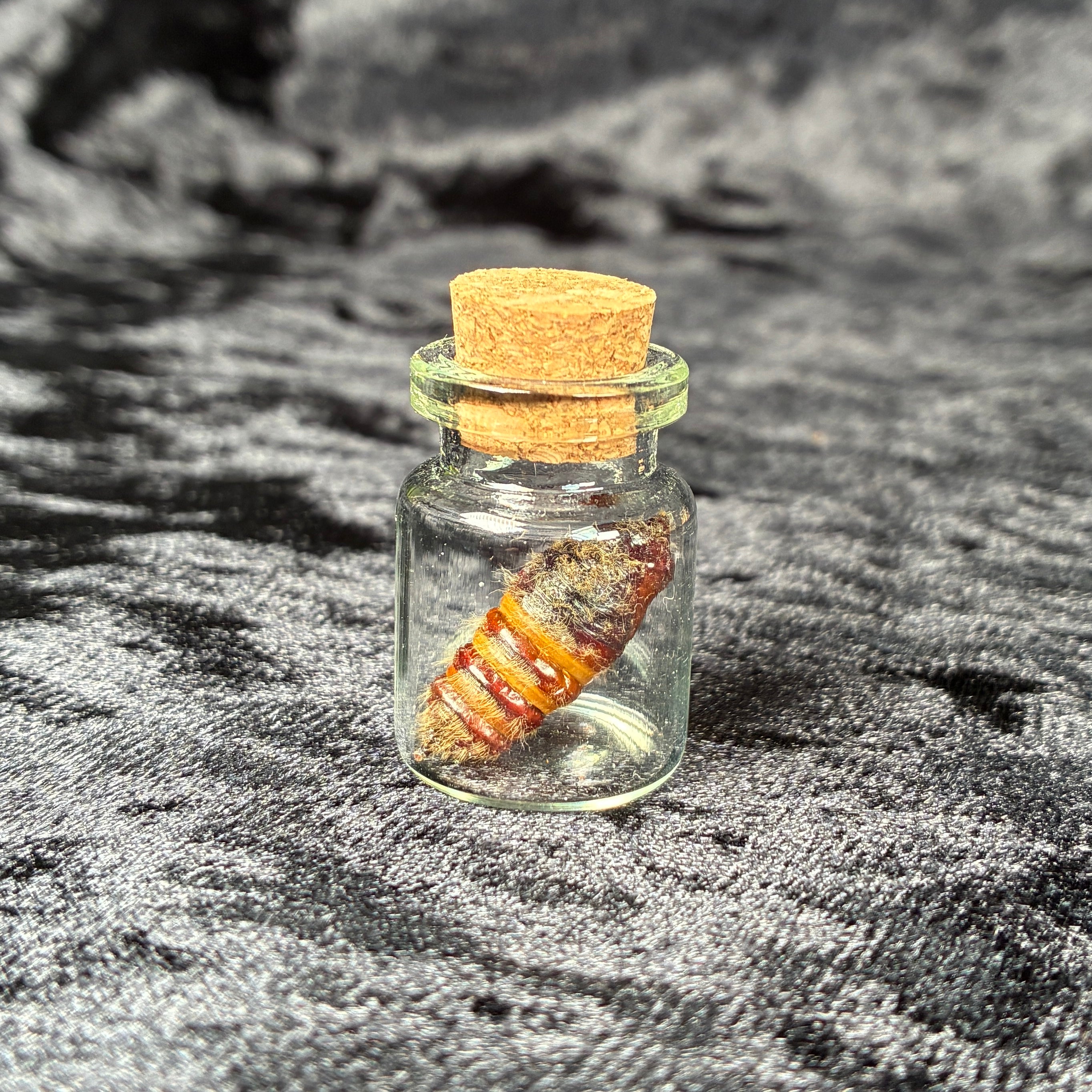 Oddity jar bundle, curio & specimen vials