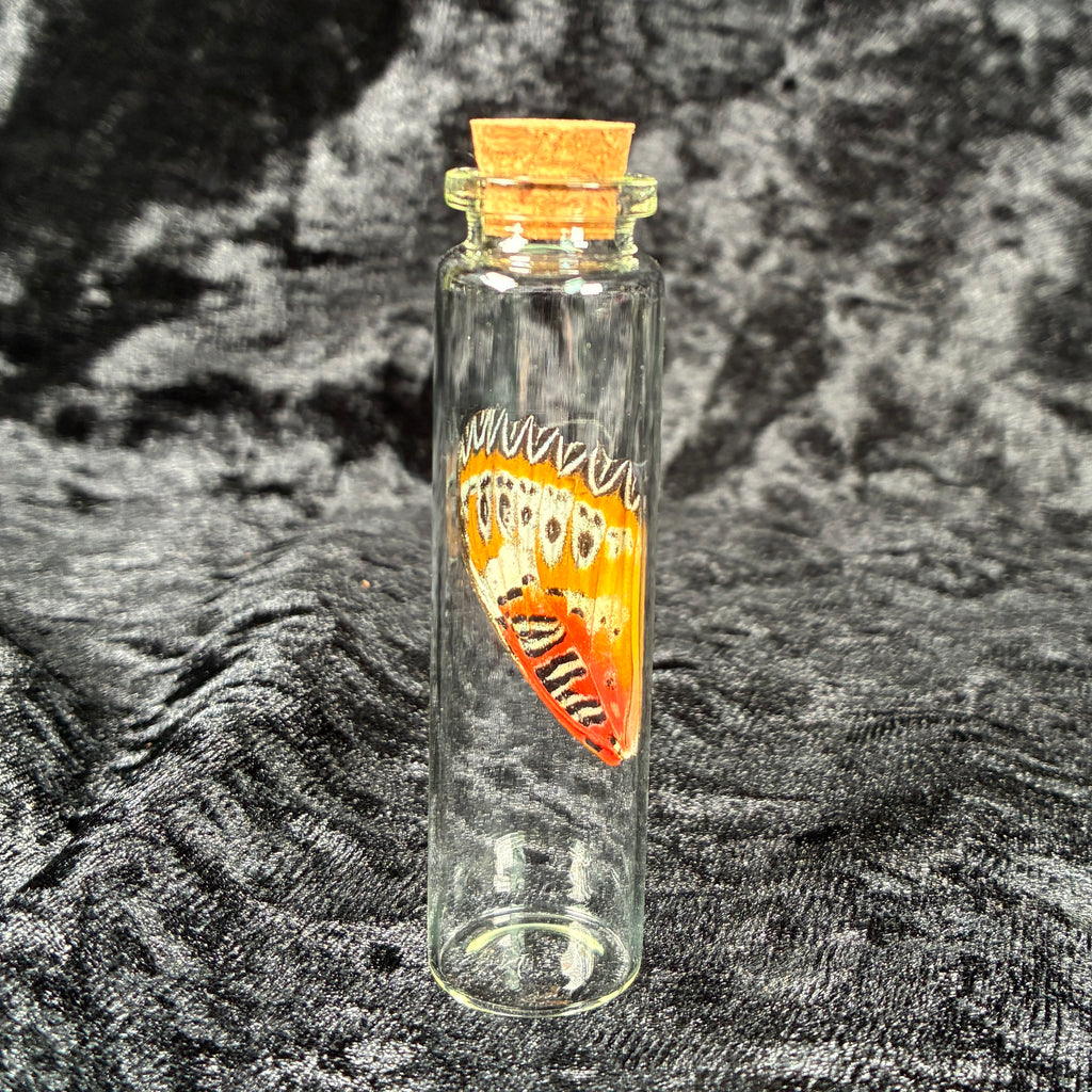 Butterfly wing jar bundle