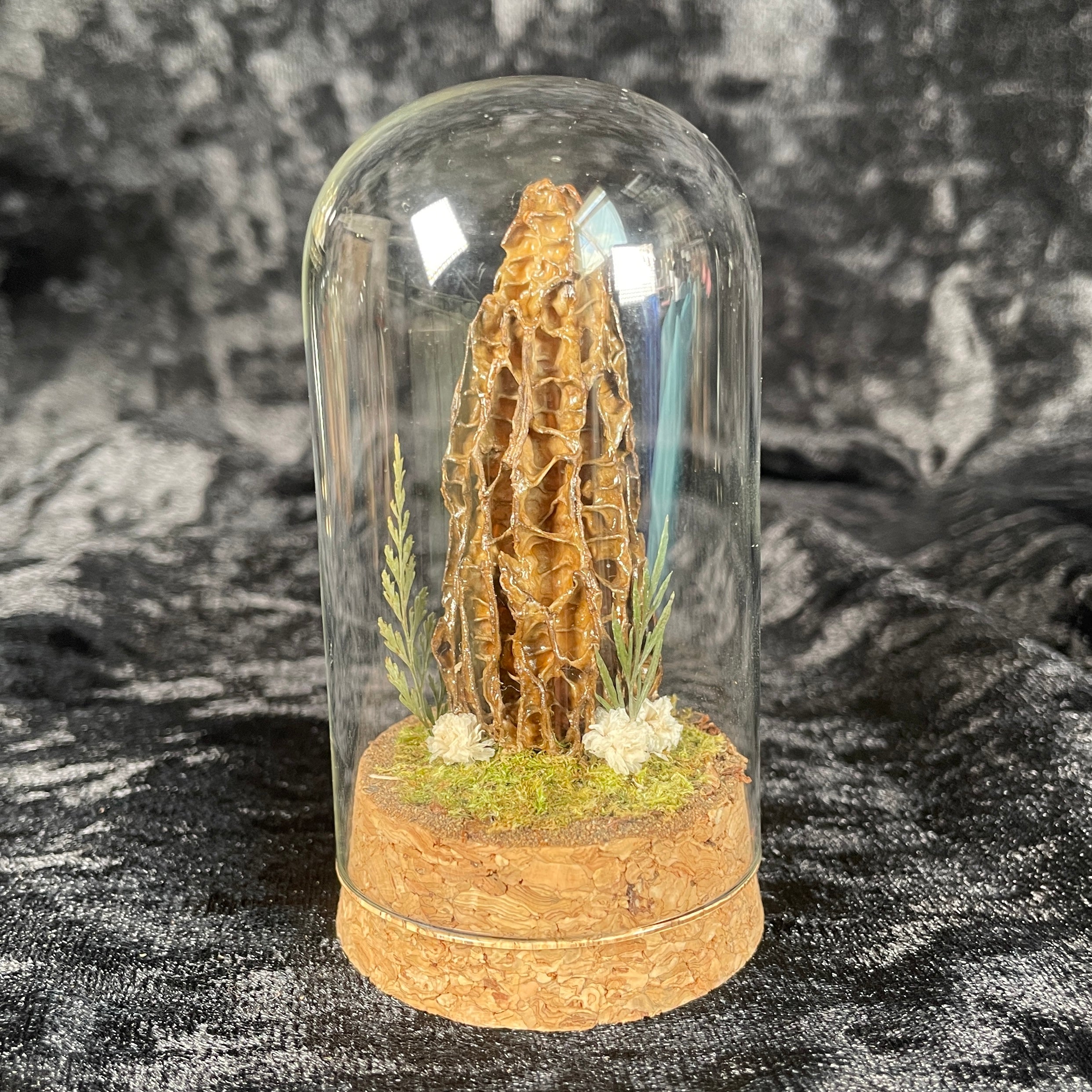 Real preserved morel mushroom dome