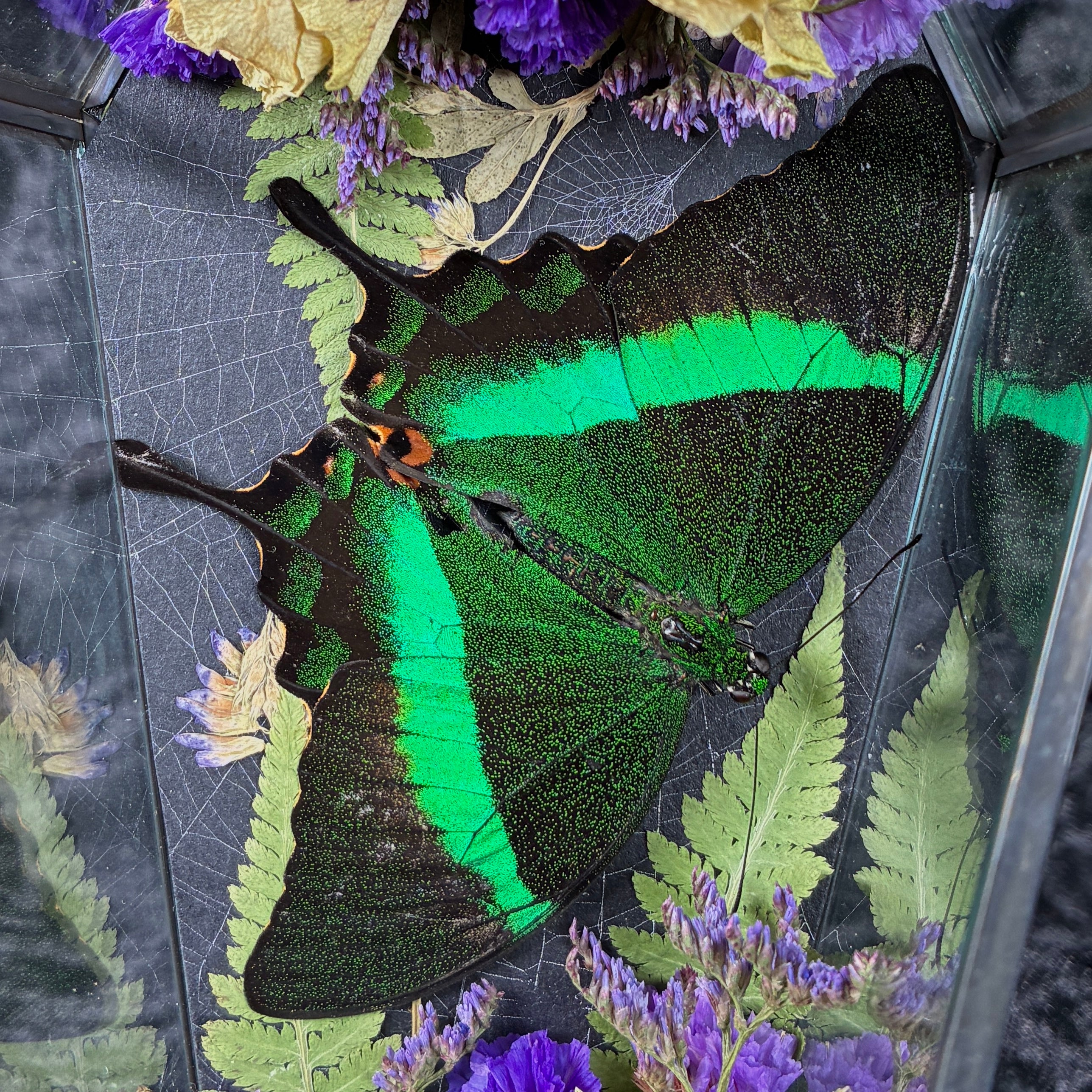 Emerald swallowtail butterfly coffin display