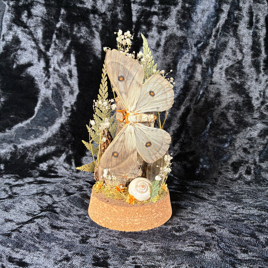 Ghostly silk moth dome